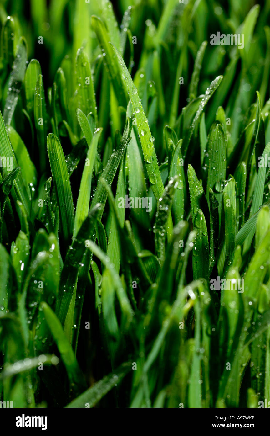 Wet grass Stock Photo