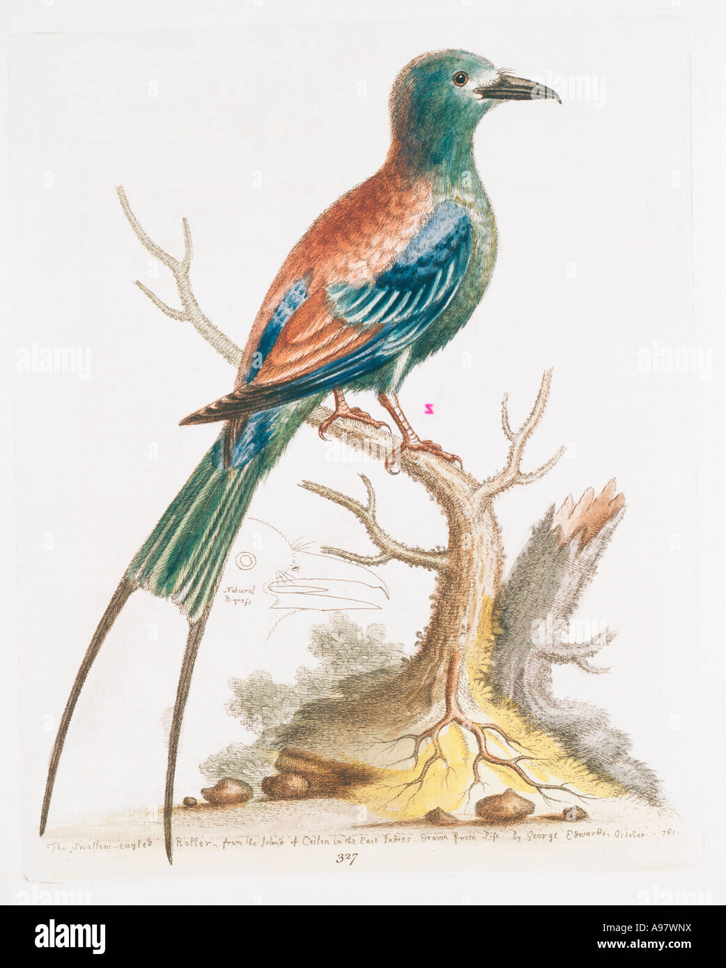 Plate 327 from The Gleanings of Natural History by George Edwards Stock Photo
