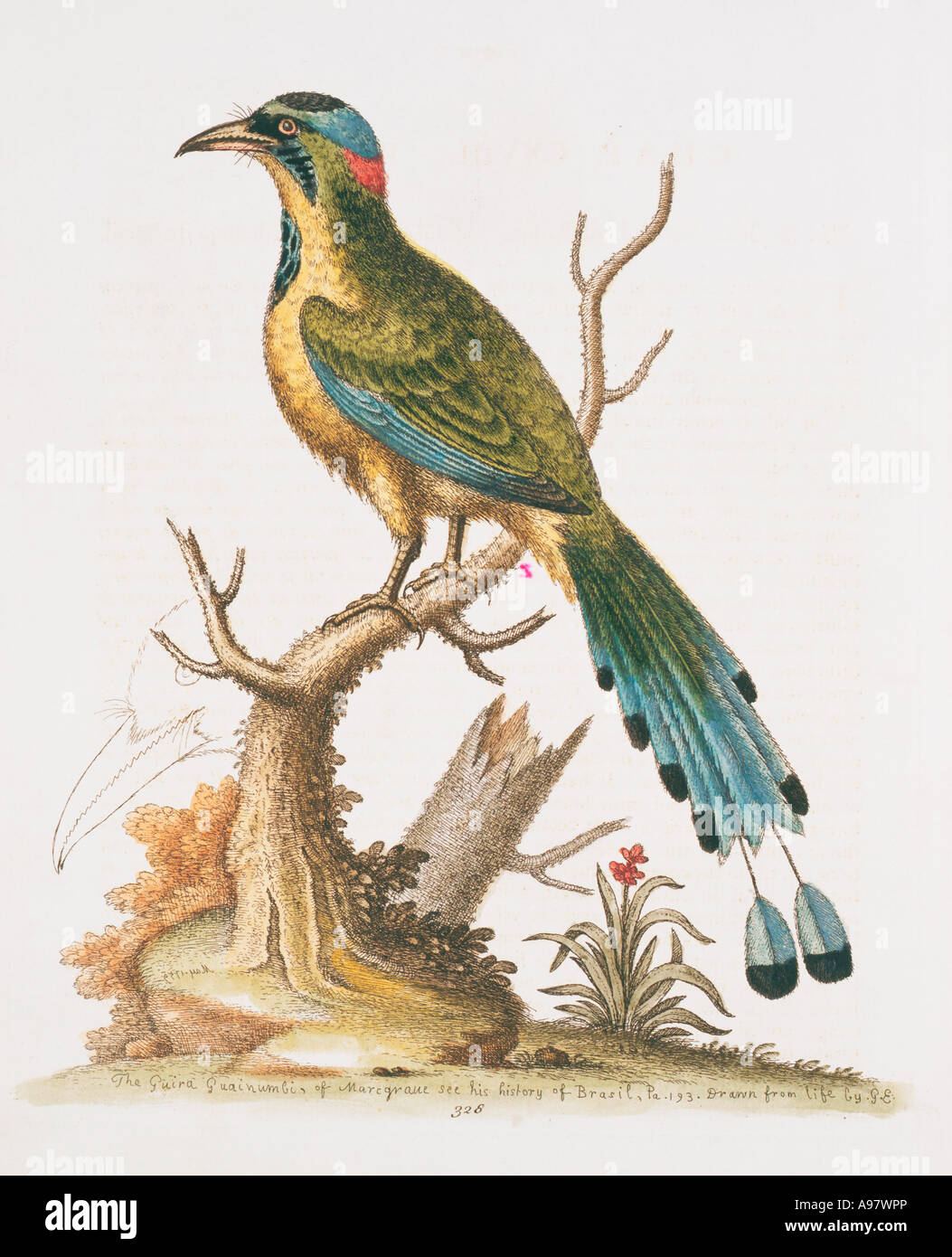 Plate 327 from The Gleanings of Natural History by George Edwards Stock Photo