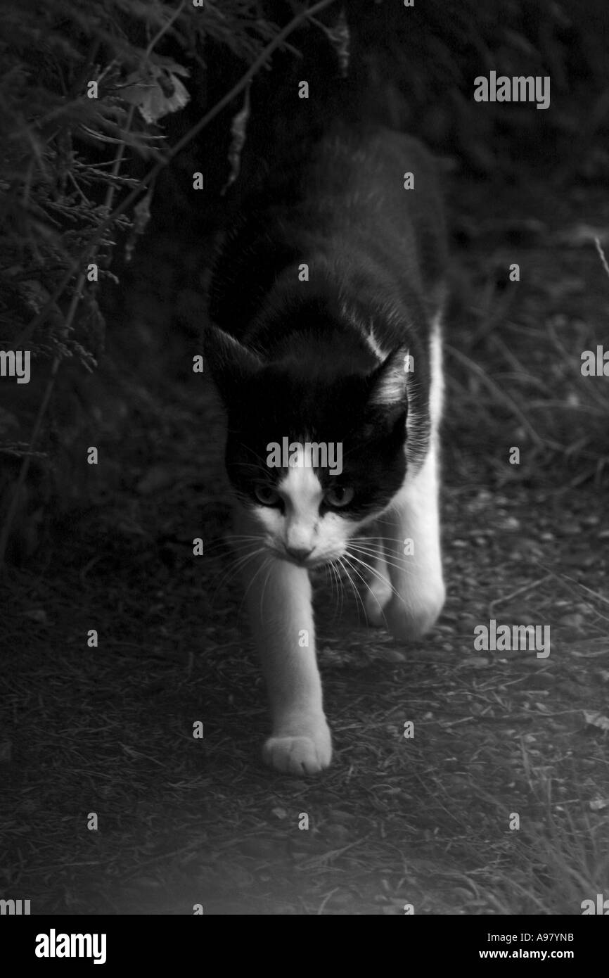 black and white cat walking Stock Photo - Alamy