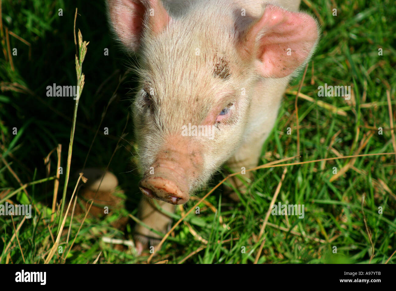 piglet approaching camera Stock Photo