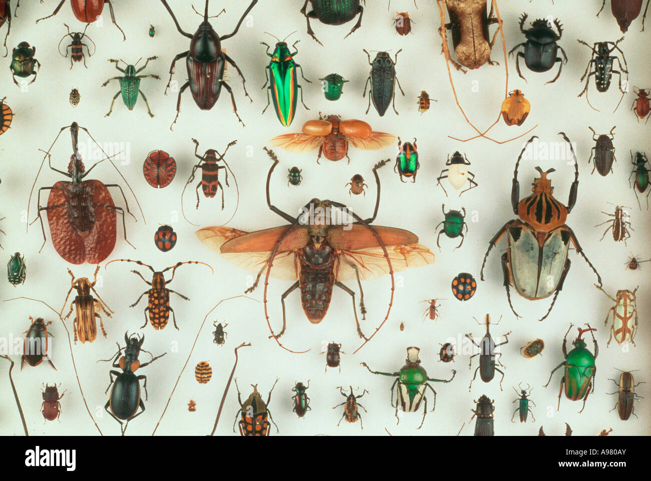 A collection of beetles Stock Photo