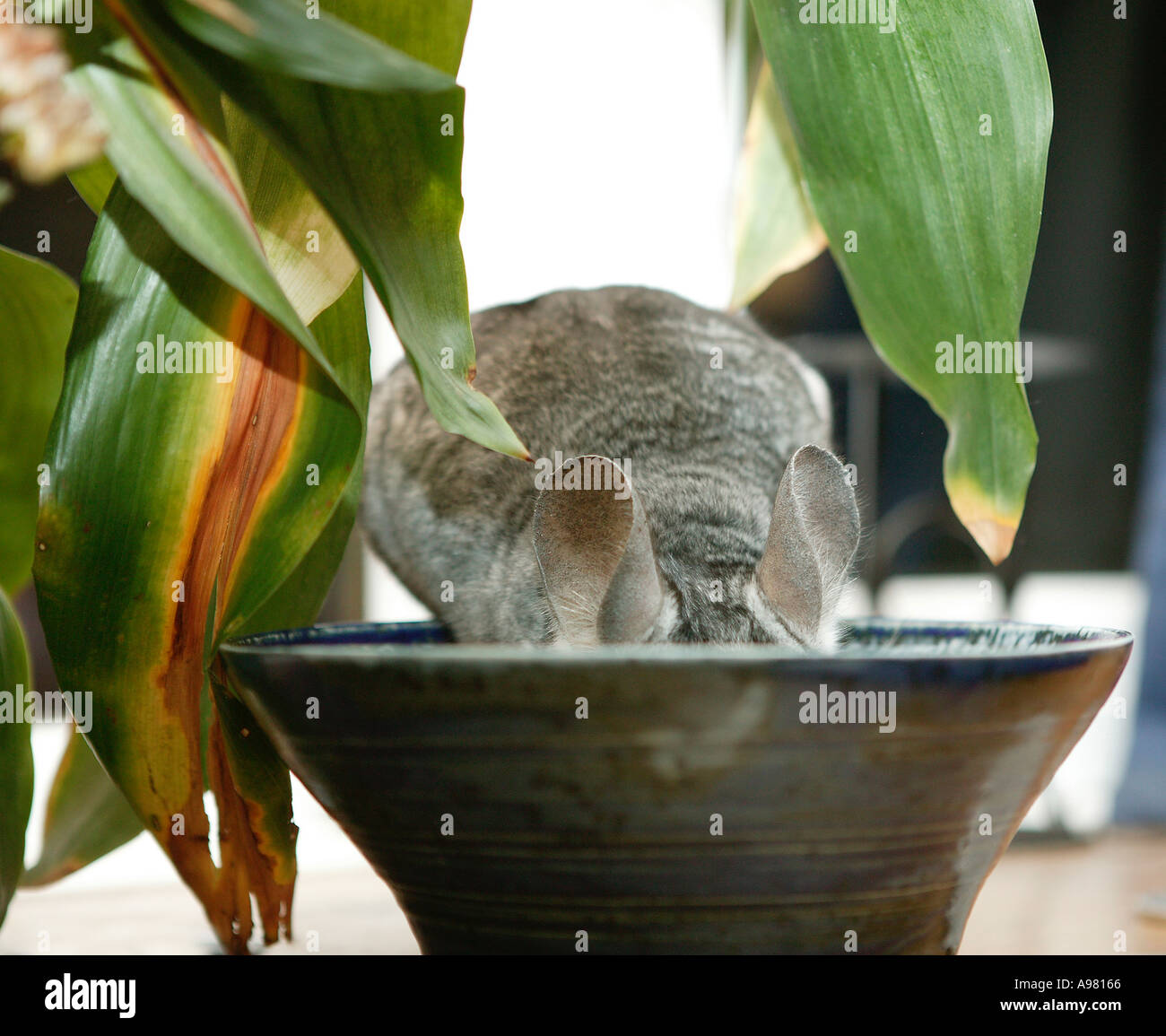 Chinchilla house hires stock photography and images Alamy