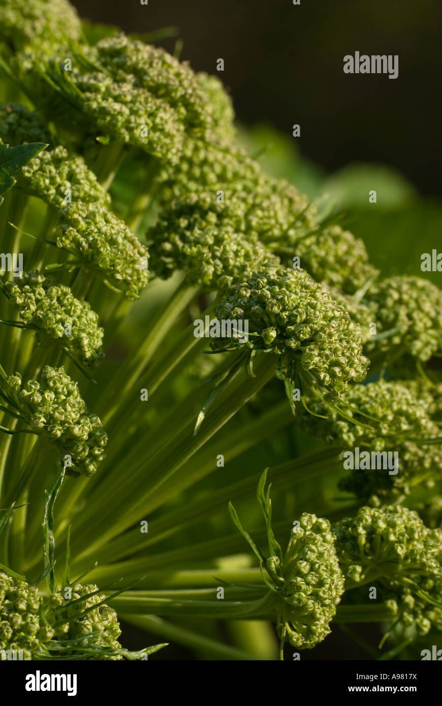 Angelica flower Angelica archangelicus, Wales, UK Stock Photo Alamy