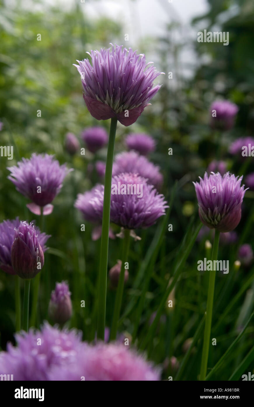 Chive Flowers Allium schoenoprasum Stock Photo Alamy