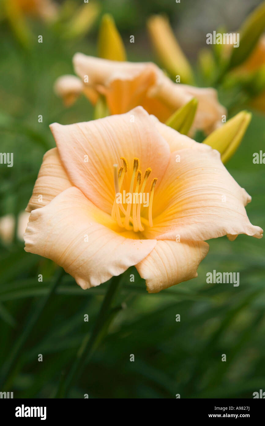Salmon coloured lilies FoodCollection Stock Photo Alamy