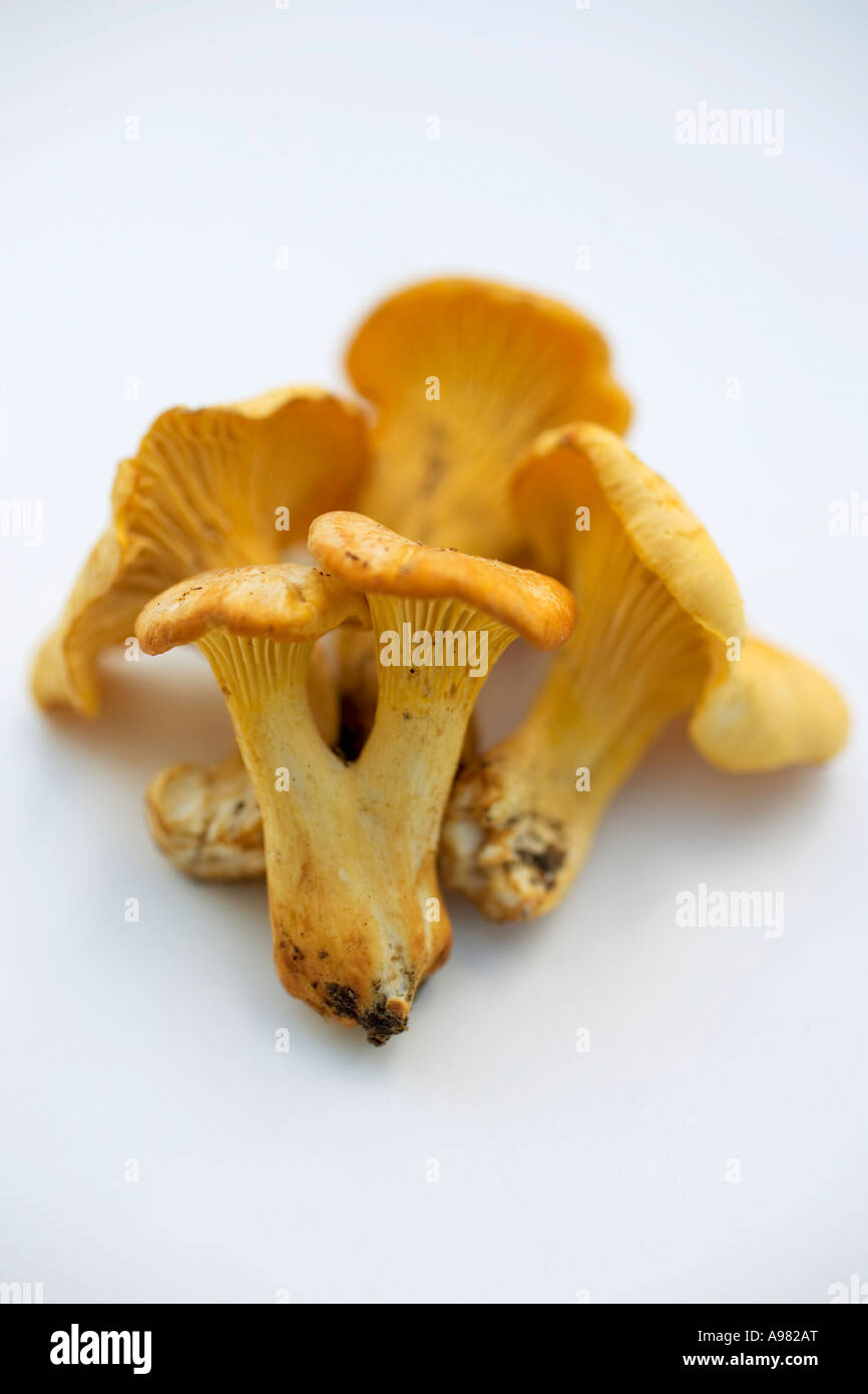 Fresh chanterelles FoodCollection Stock Photo Alamy