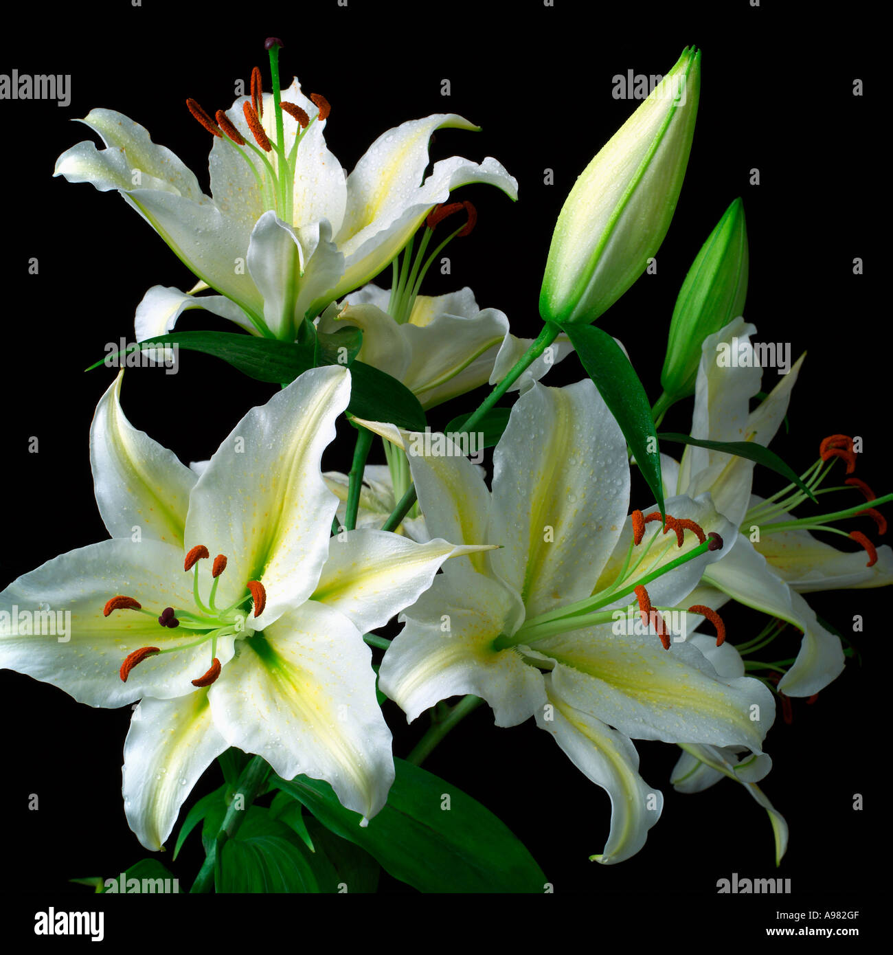 Lilies Stock Photo
