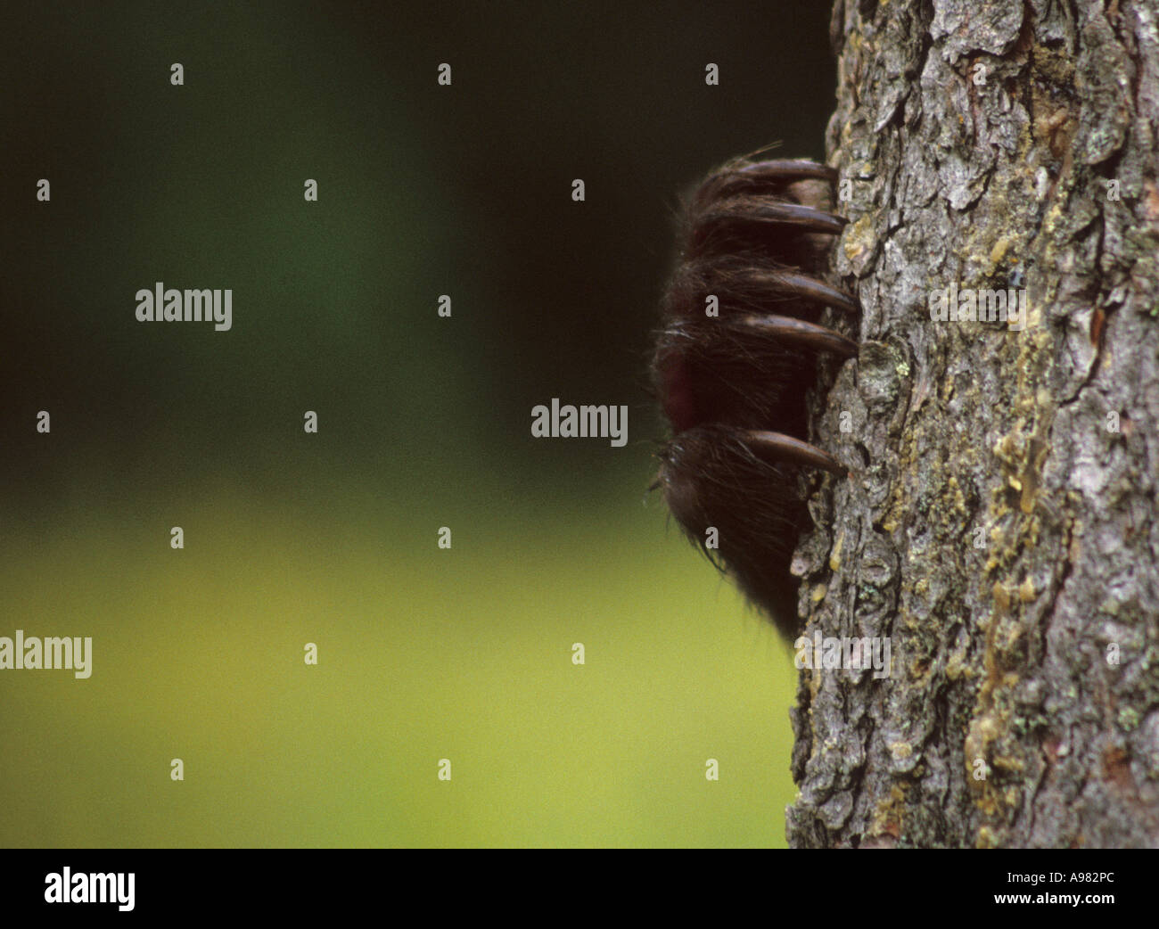 A Grizzly Bear clings to the trunk of a tree with only his claws showing. Stock Photo