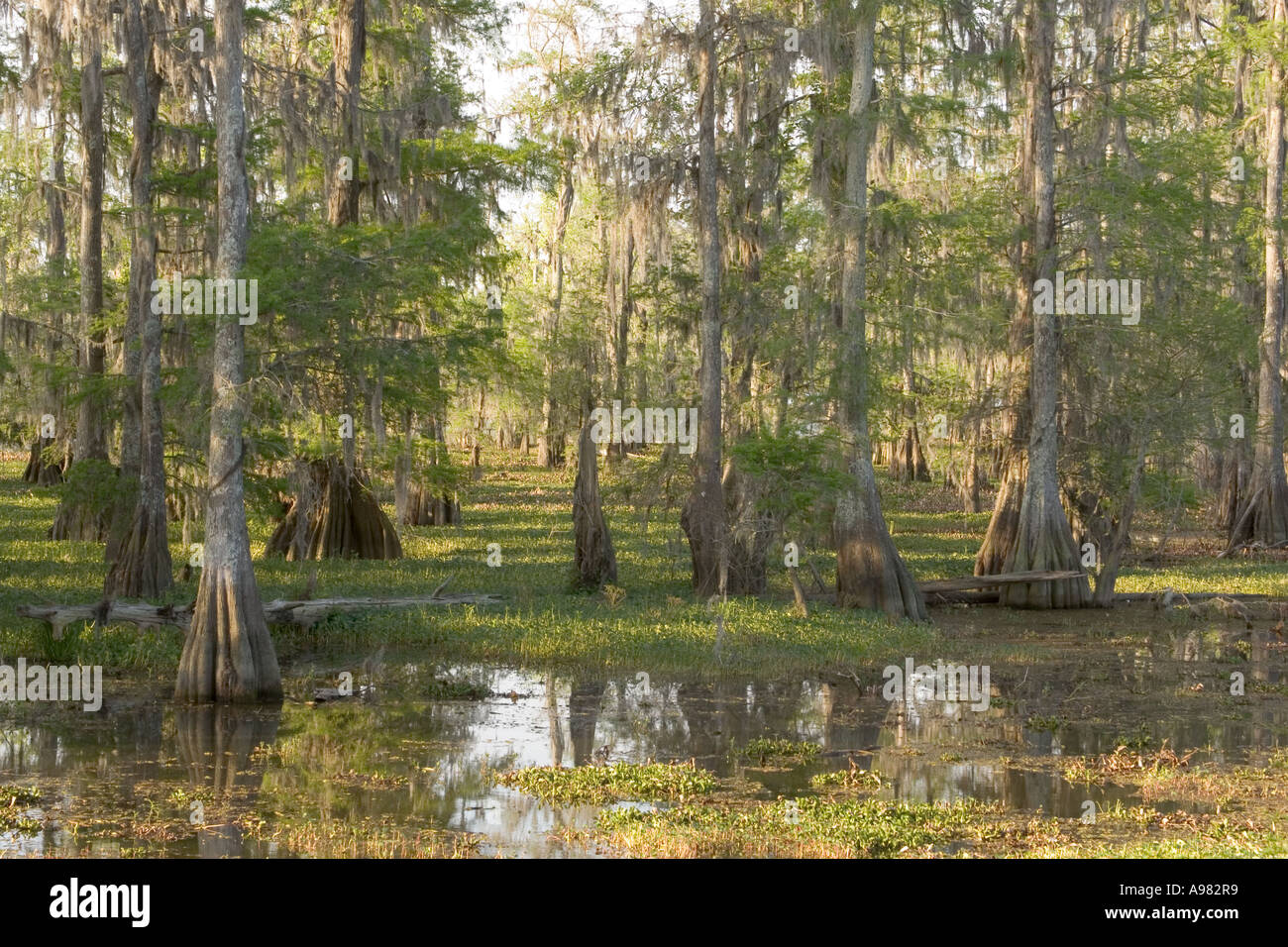 Cypress swamps louisiana hires stock photography and images Alamy
