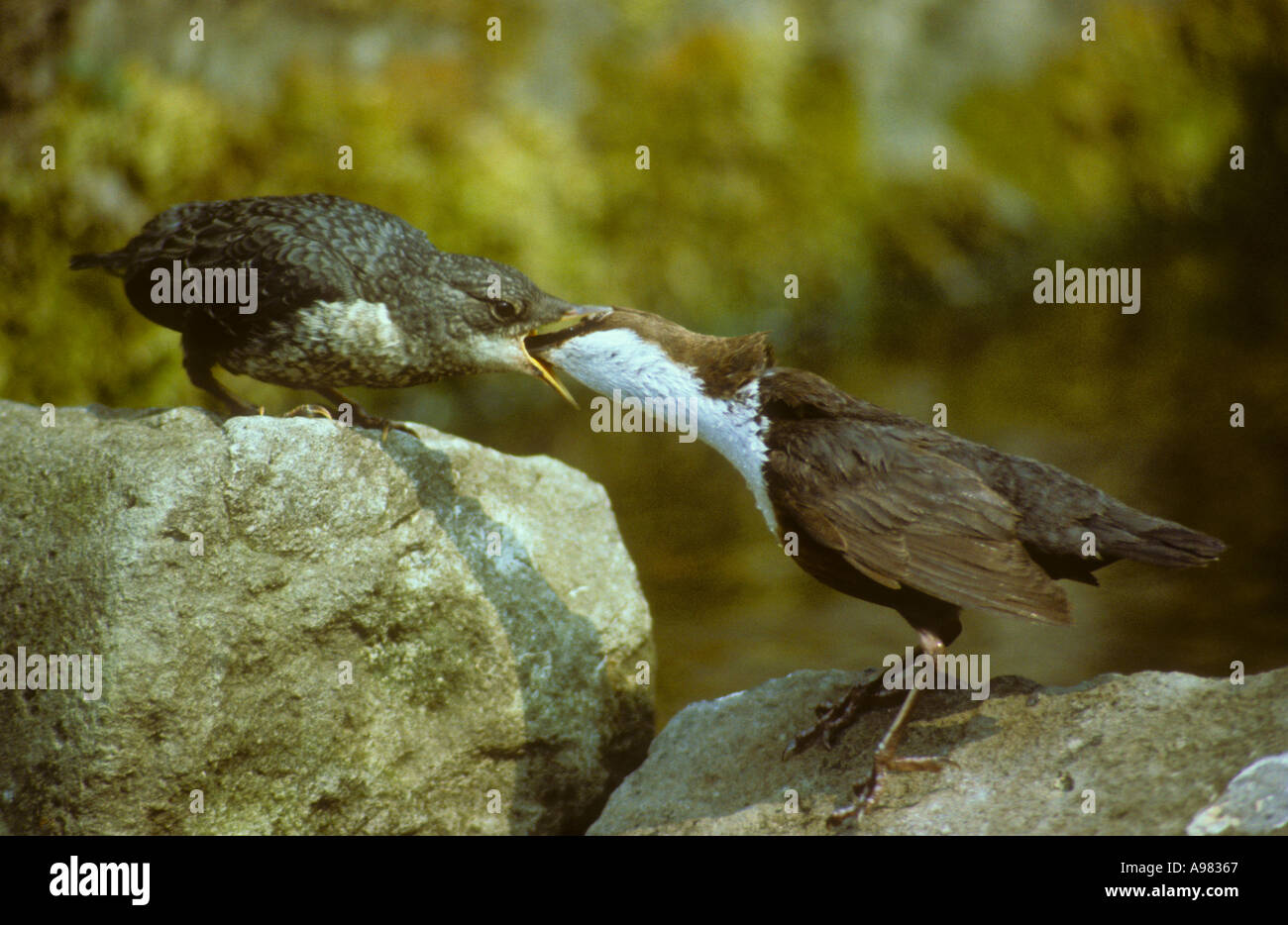 Dipper feeding Youngster Stock Photo Alamy