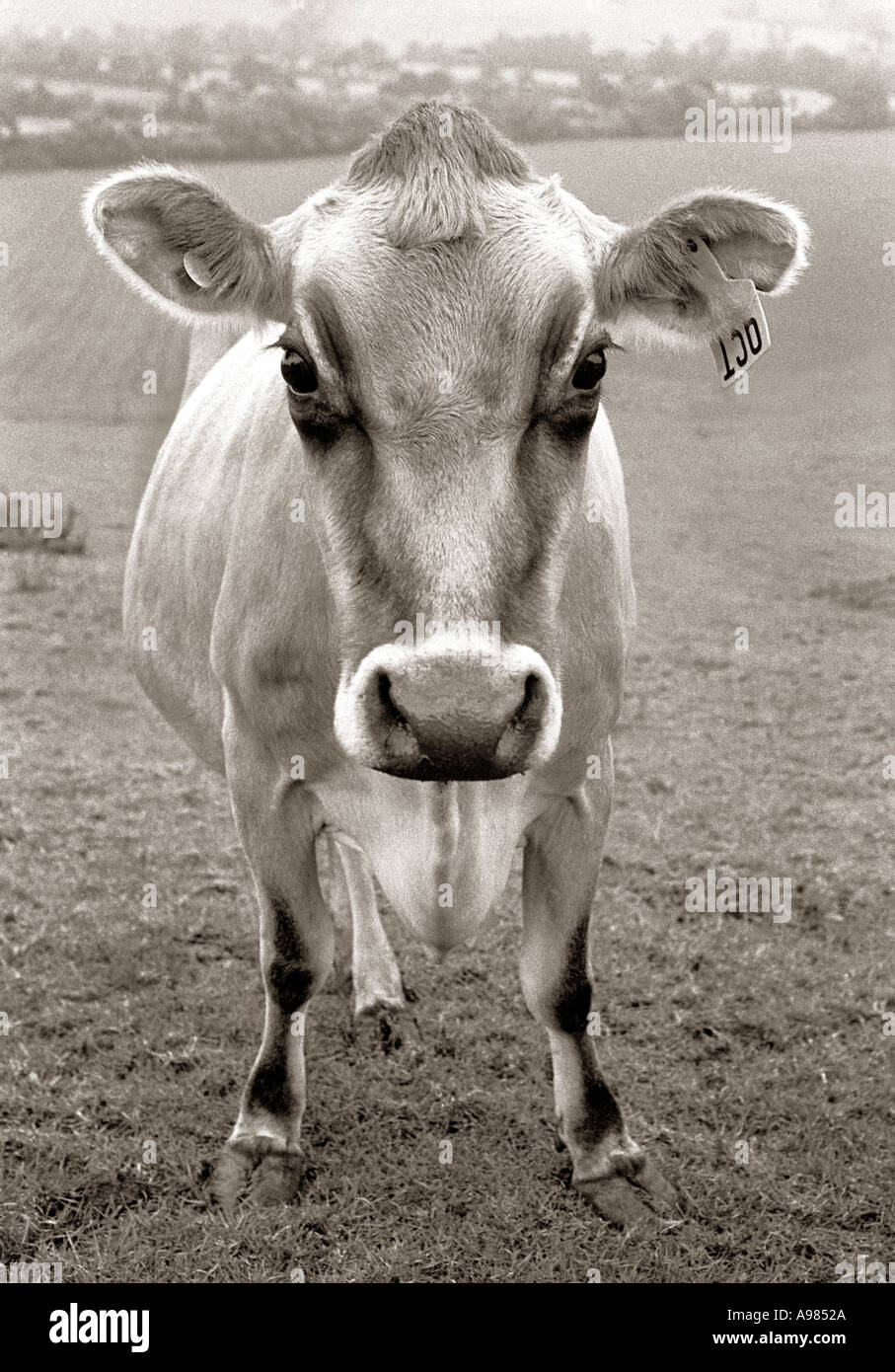 Jersey cow milk hi-res stock photography and images - Alamy