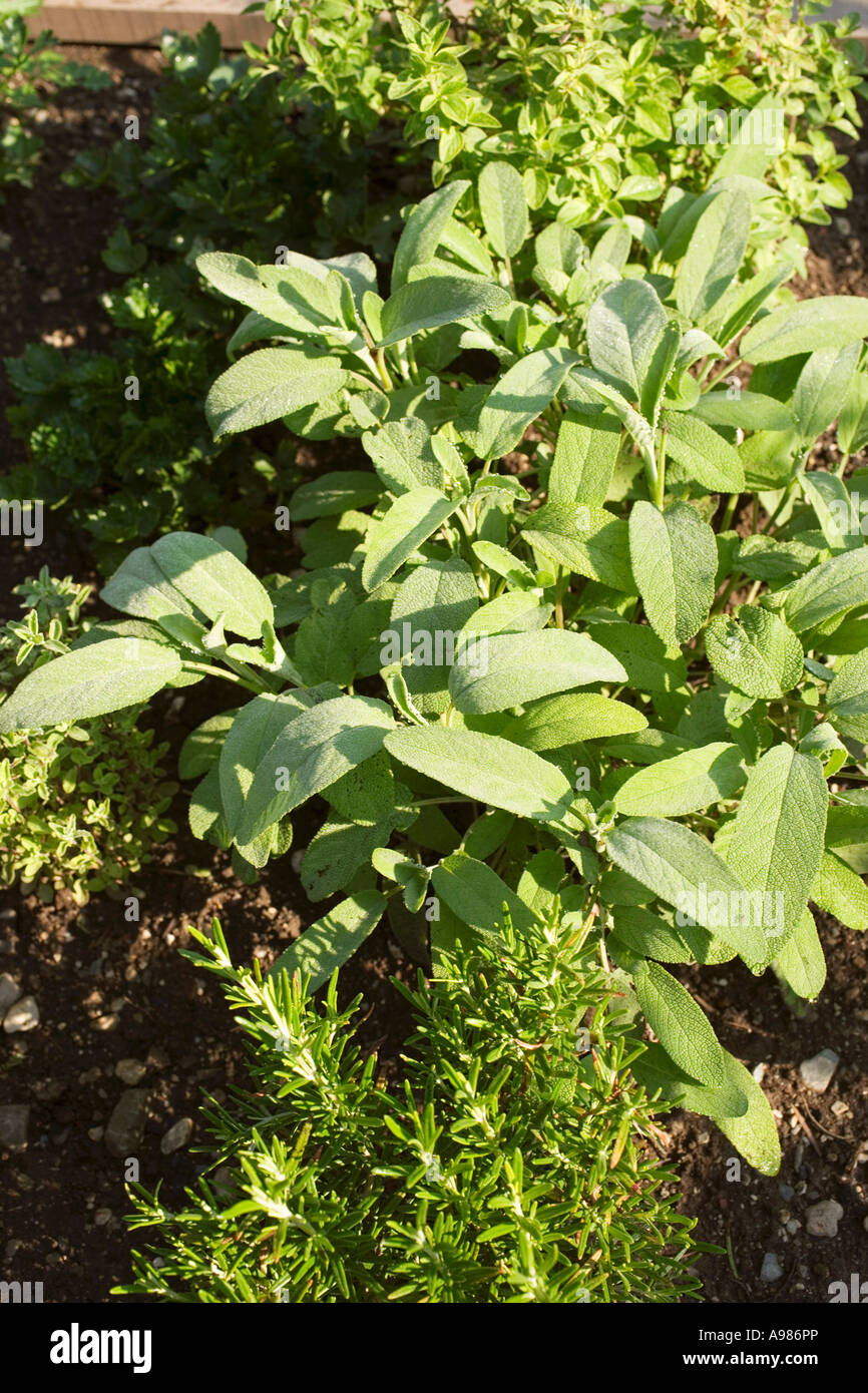 Sage and rosemary in a herb bed FoodCollection Stock Photo Alamy