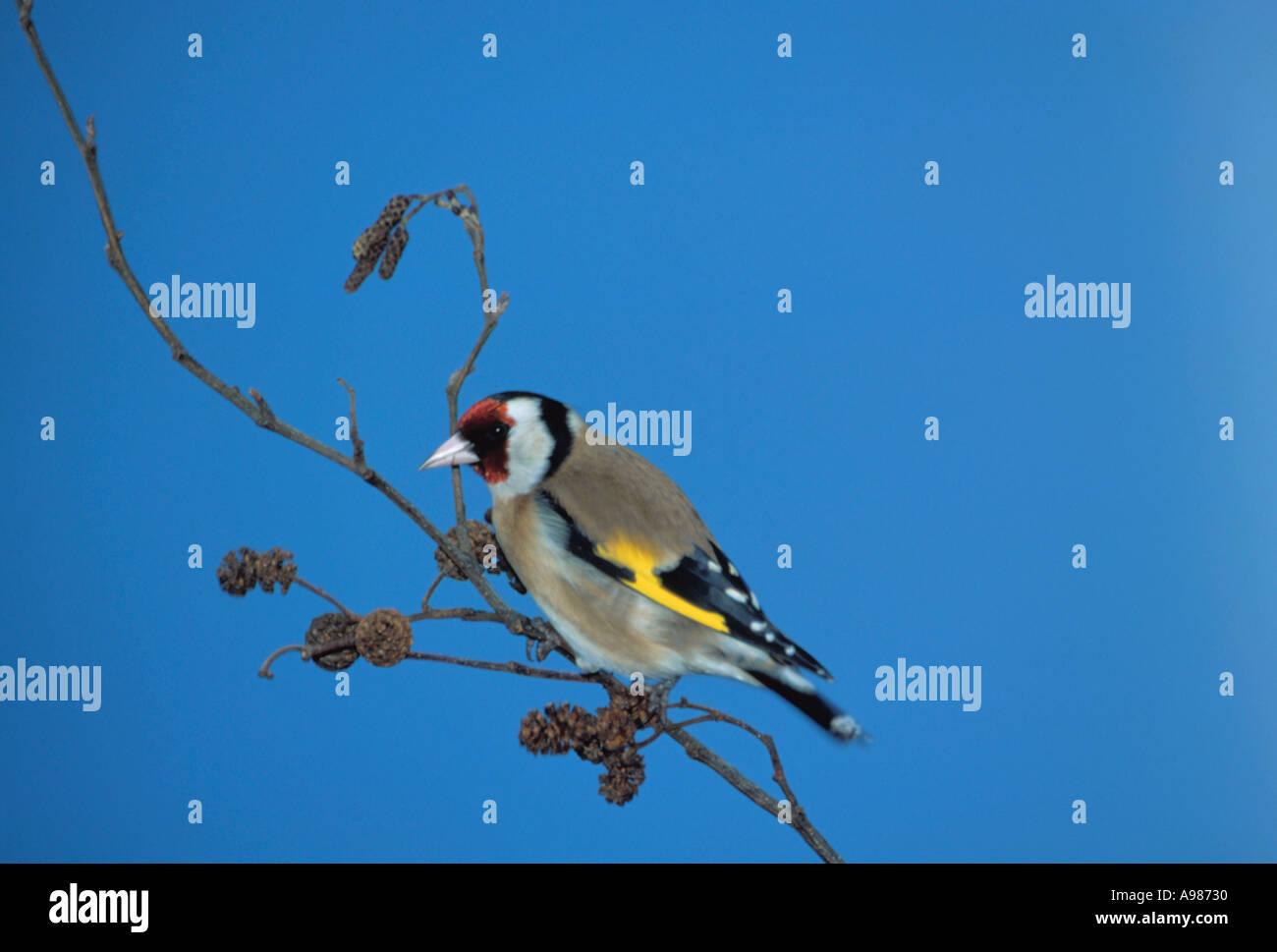 Goldfinch (Carduelis carduelis) perching on a alder twig (Alnus glutinosa). Stock Photo