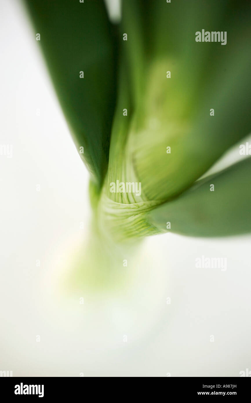 Detail of onion hi-res stock photography and images - Alamy