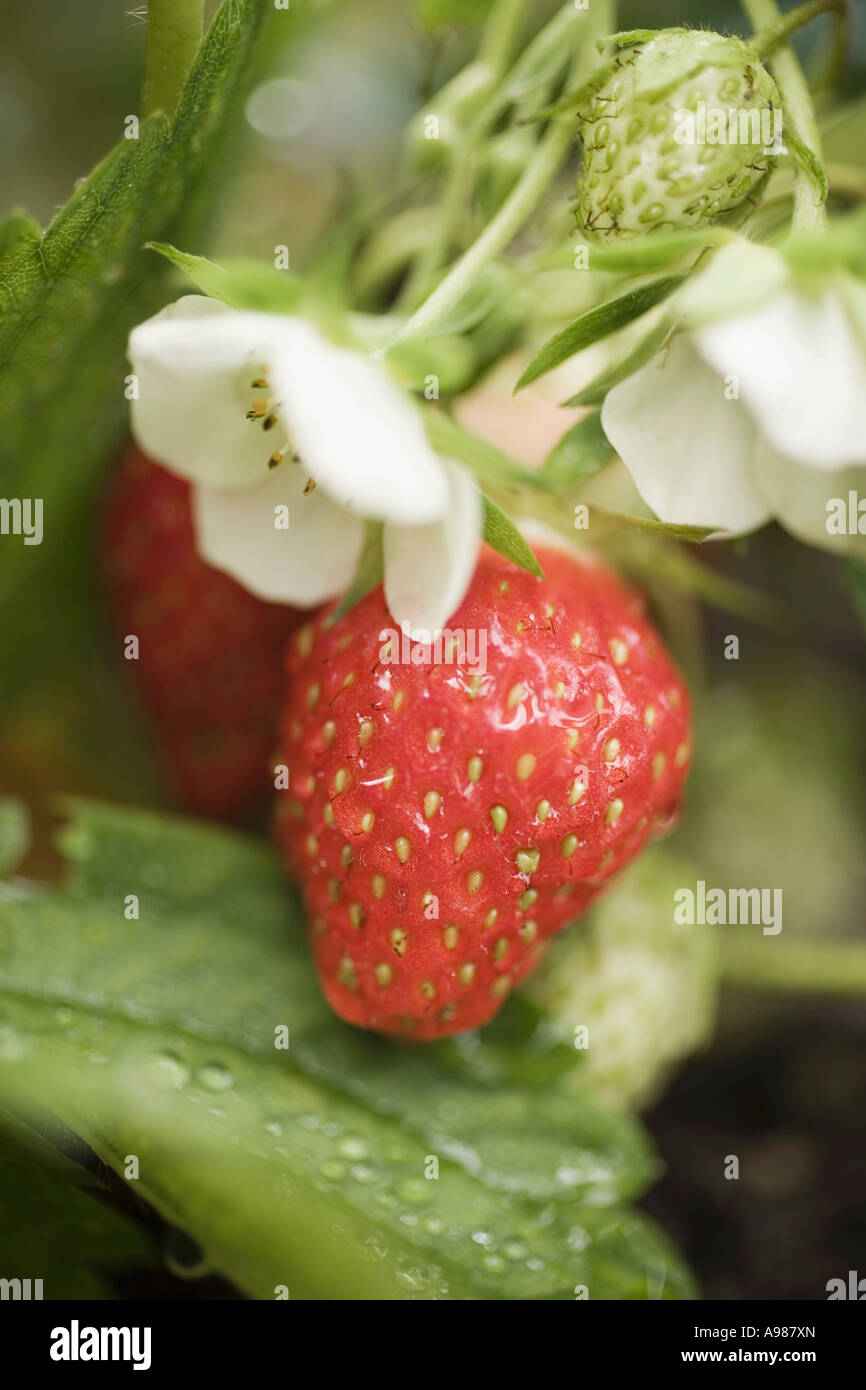 Ripe and unripe strawberry plant hi-res stock photography and images ...