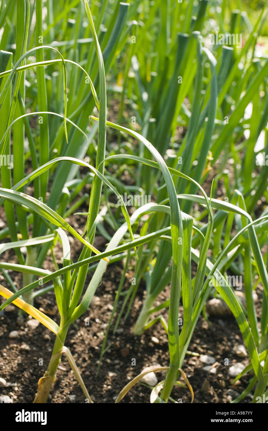 Onions on the field hi-res stock photography and images - Alamy