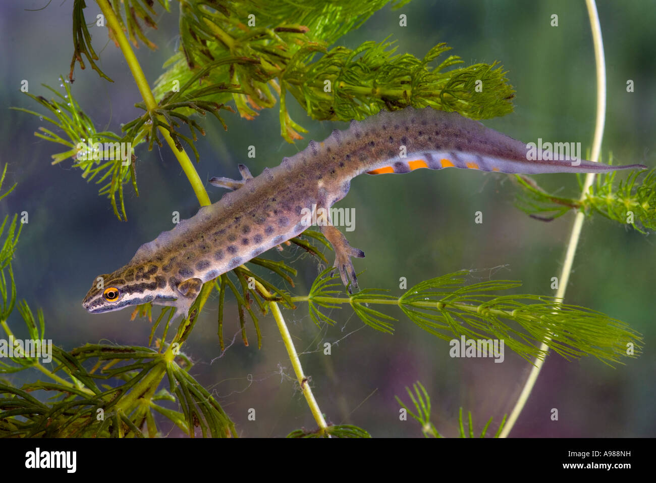 Common newt uk hires stock photography and images Alamy