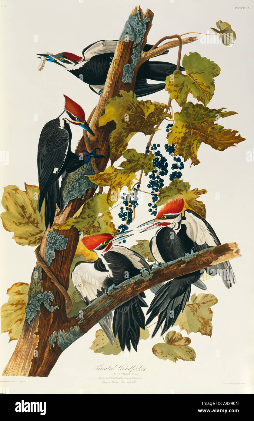 Dryocopus pileatus pileated woodpecker Stock Photo Alamy