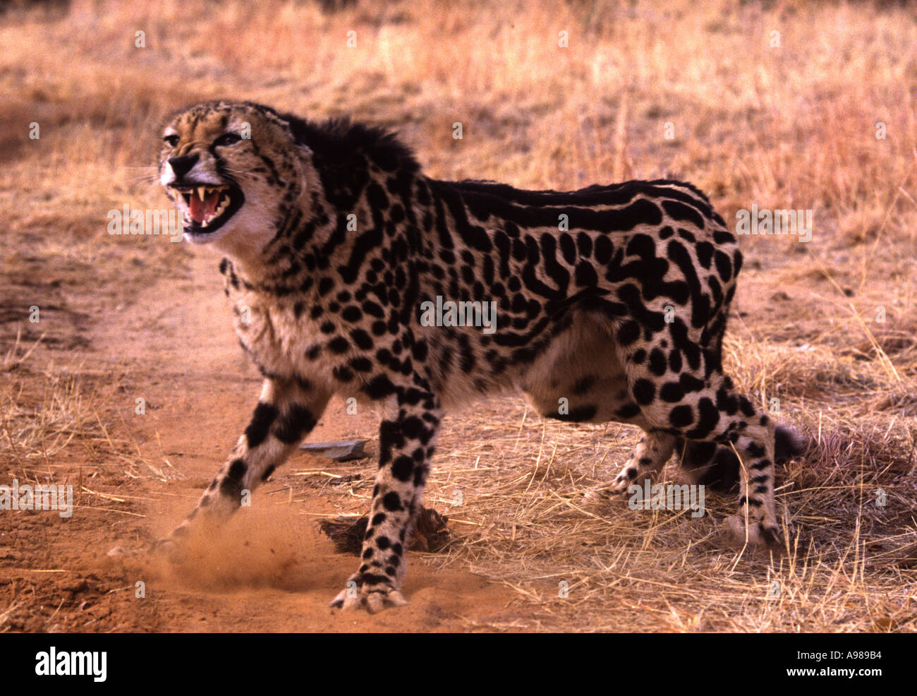 cheetah king predator Stock Photo