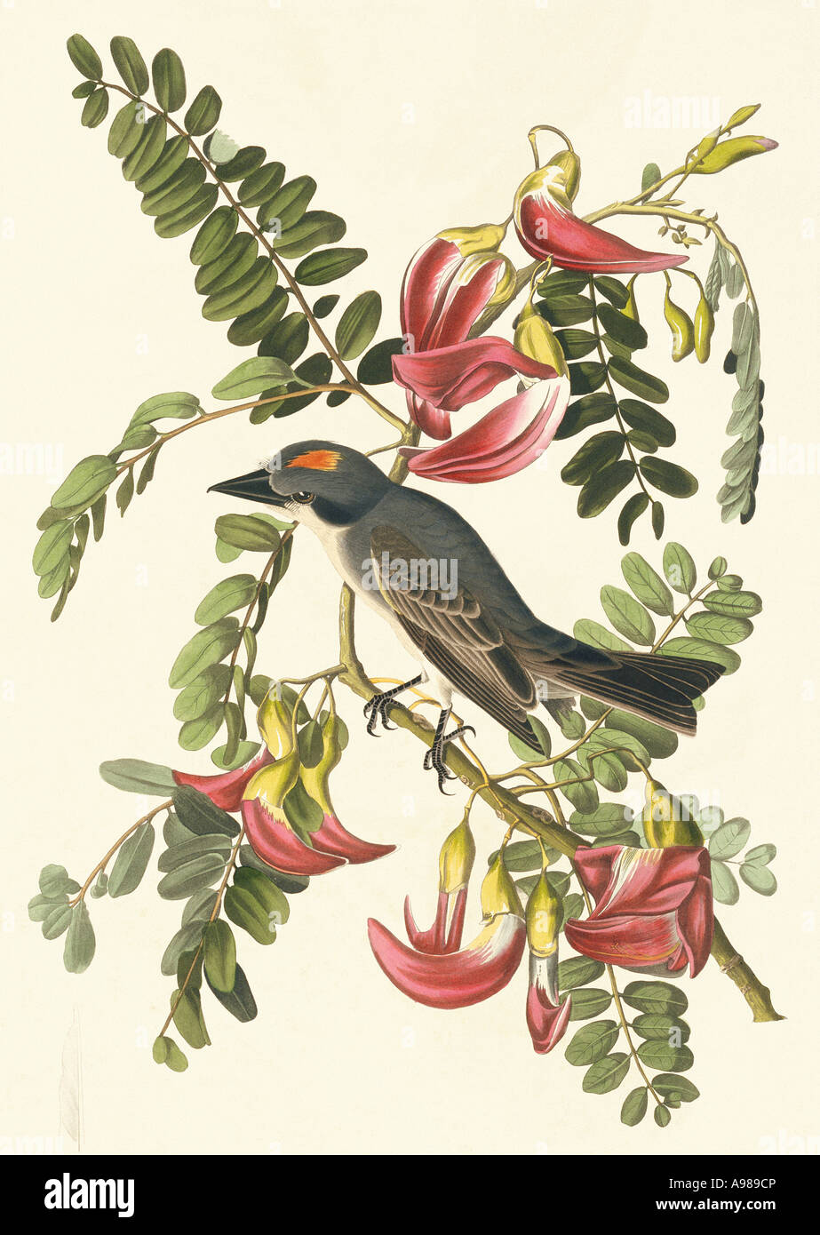 Tyrannus dominicensis grey kingbird Stock Photo