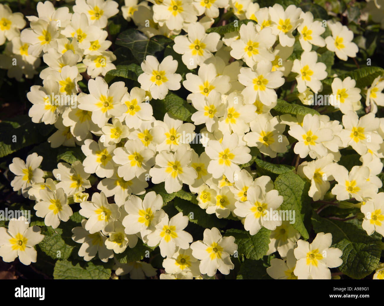 Tight cluster of bright yellow spring primroses at Braunton Devon England, UK Stock Photo