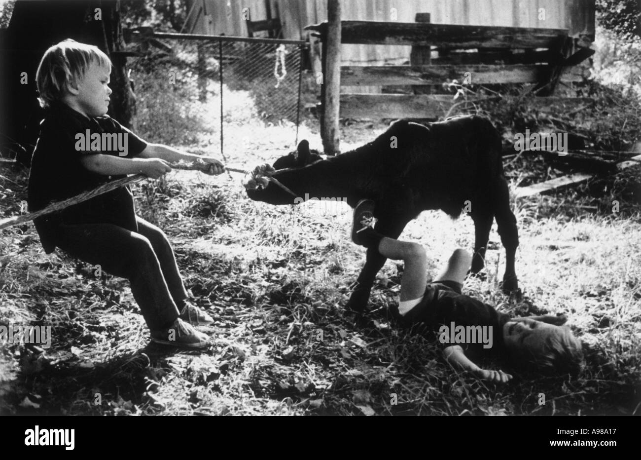 Young boy trying to pull a calf with a rope tied around its neck Stock Photo