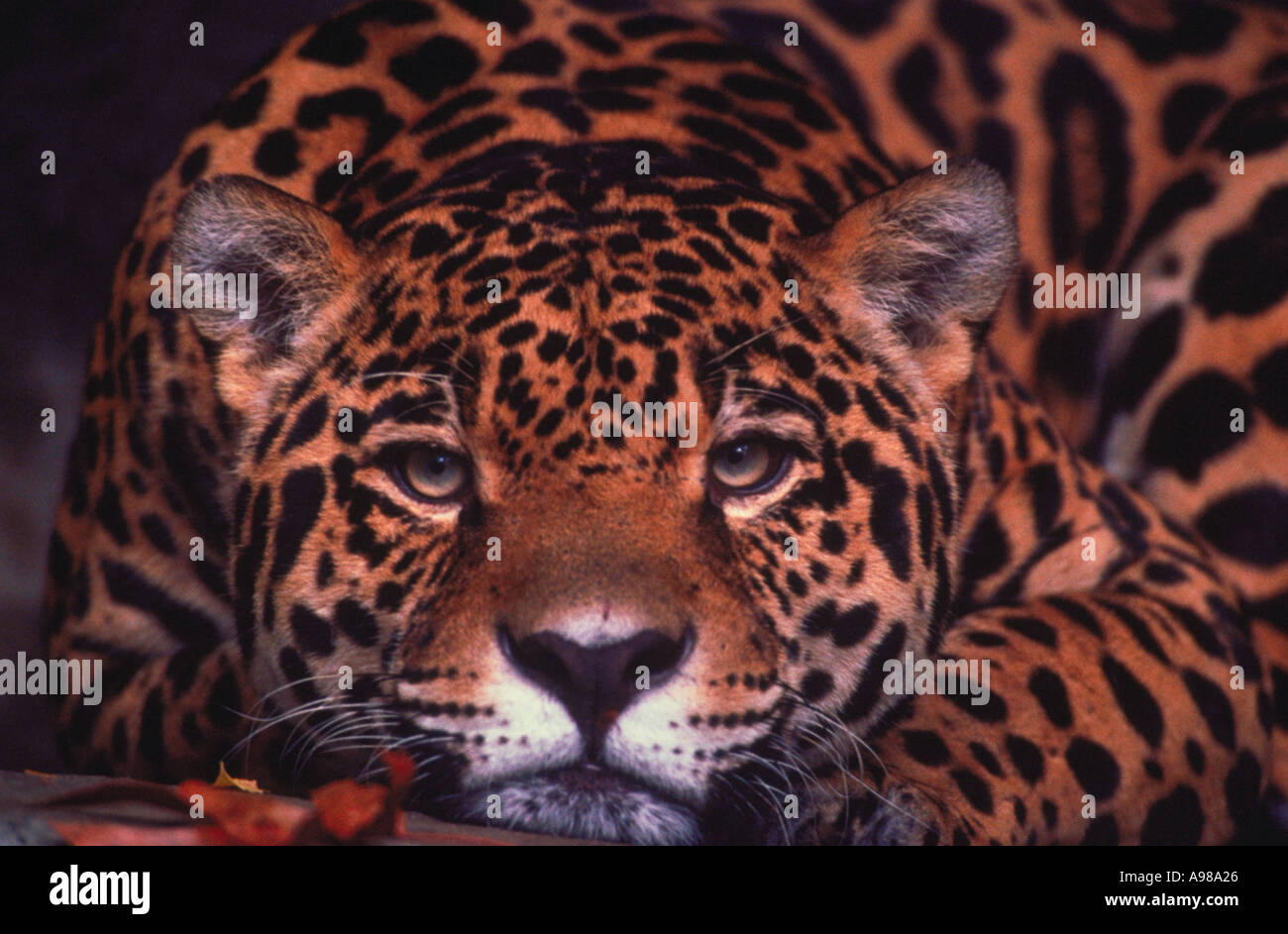 Portrait of a Jaguar Panthera Onca lying down Stock Photo - Alamy