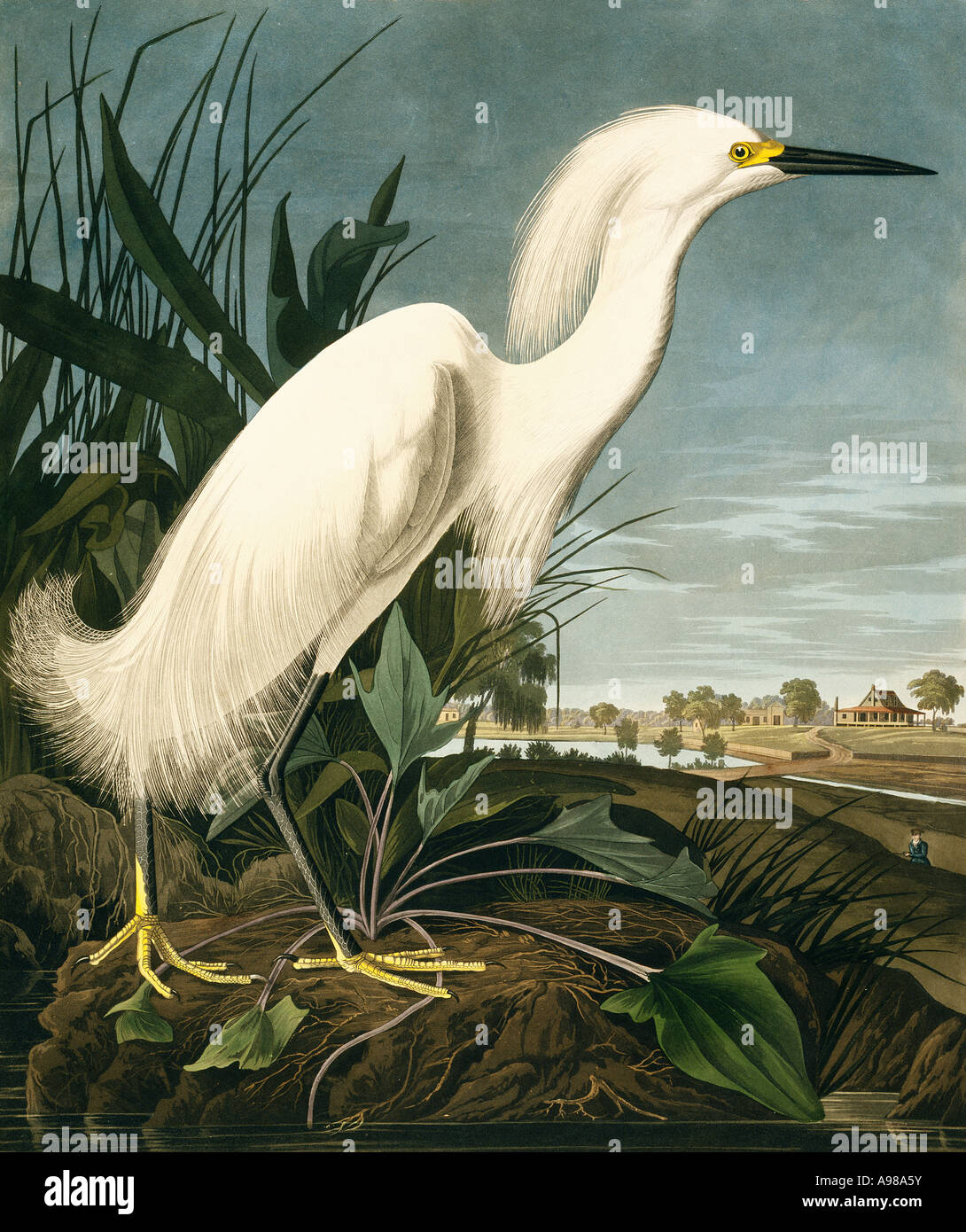 Egretta thula snowy egret Stock Photo - Alamy