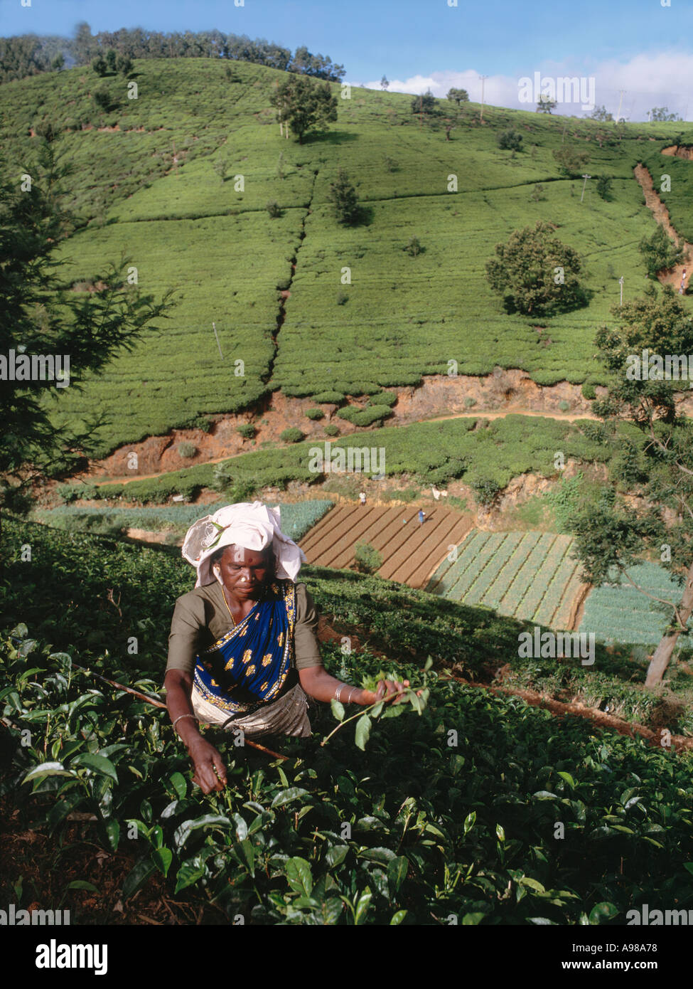 Tea picker Stock Photo