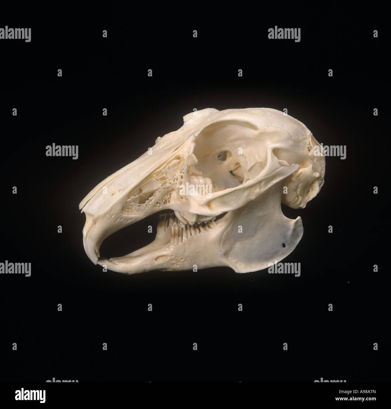 Oryctolagus cuniculus European rabbit Stock Photo