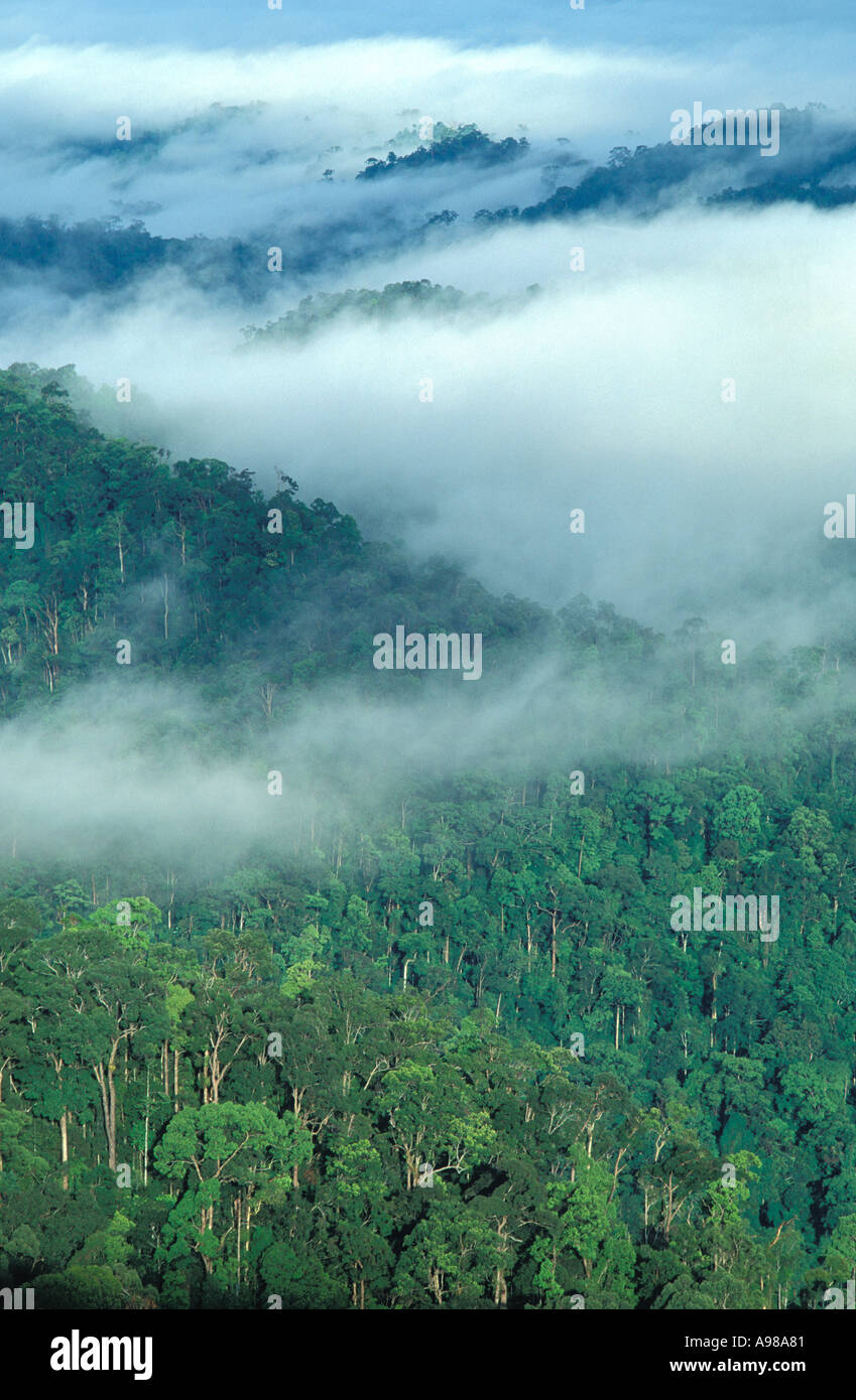 Canopy of rainforest trees covered in mist Stock Photo