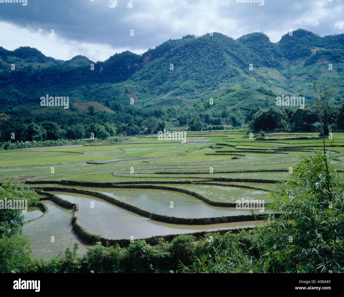 Terracing With Rice Rice terracing seen off highway number six between Yen Chau and Co Noi ...