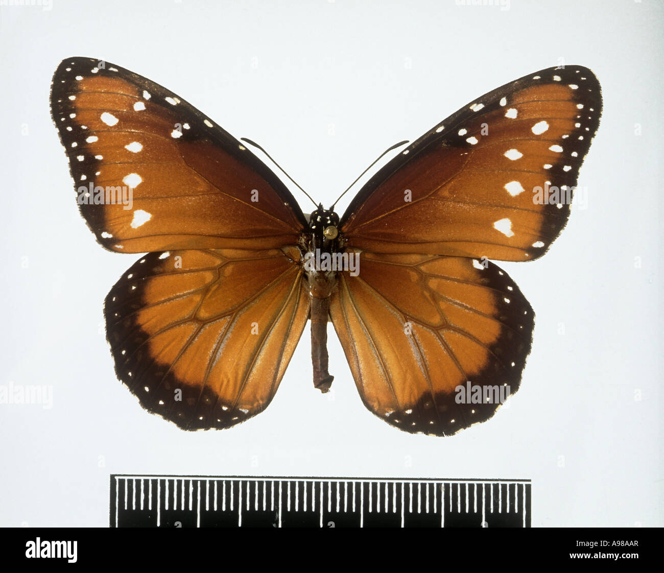 Danaus gilippus Queen butterfly Stock Photo
