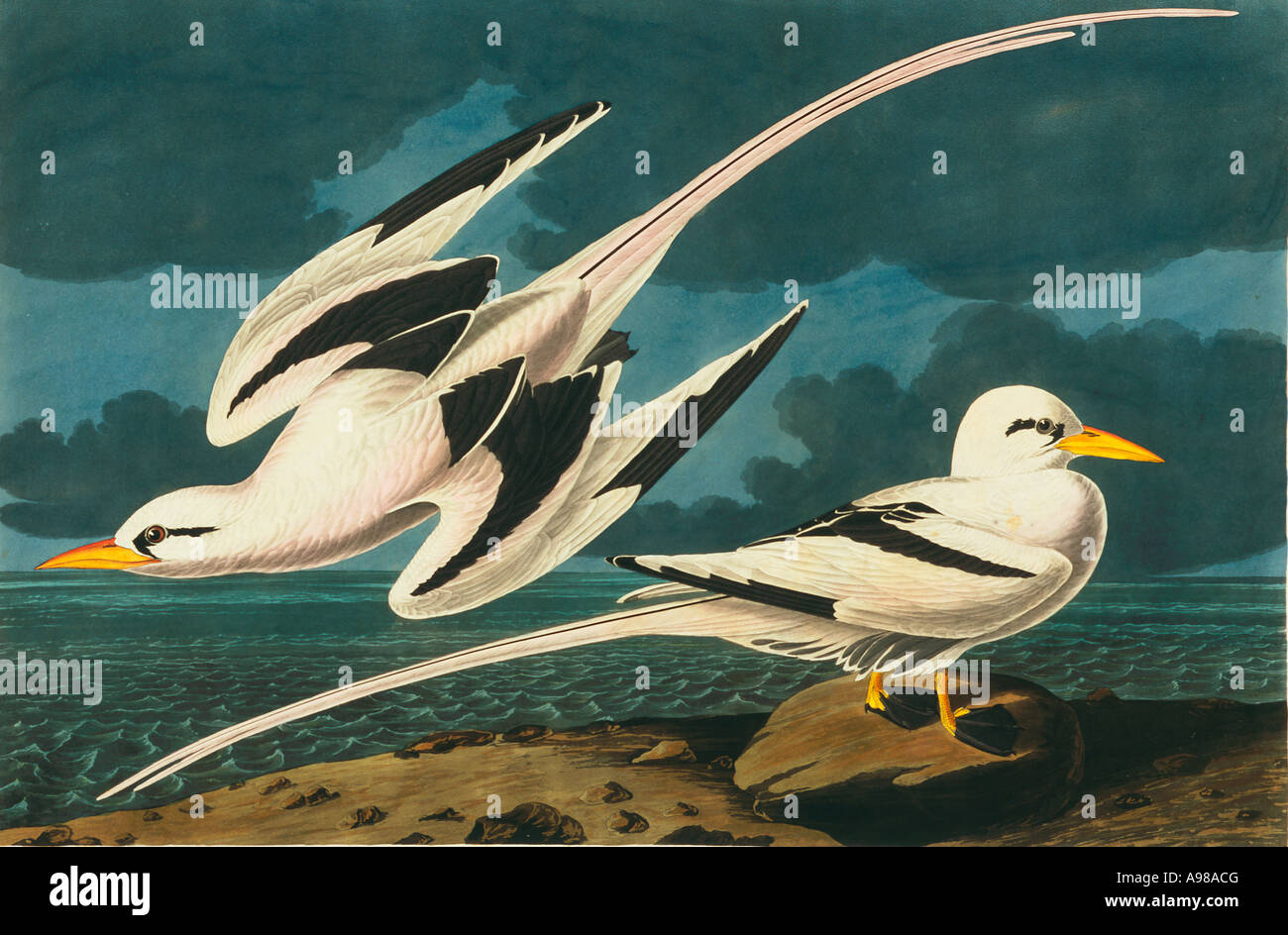 Phaethon lepturus white tailed tropicbird Stock Photo Alamy