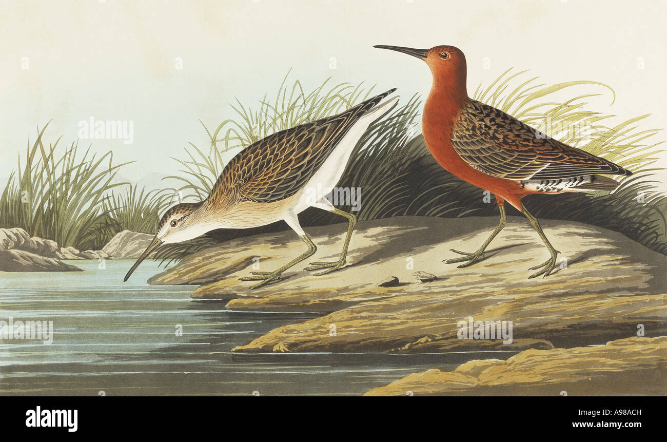 Calidris ferruginea curlew sandpiper Stock Photo Alamy