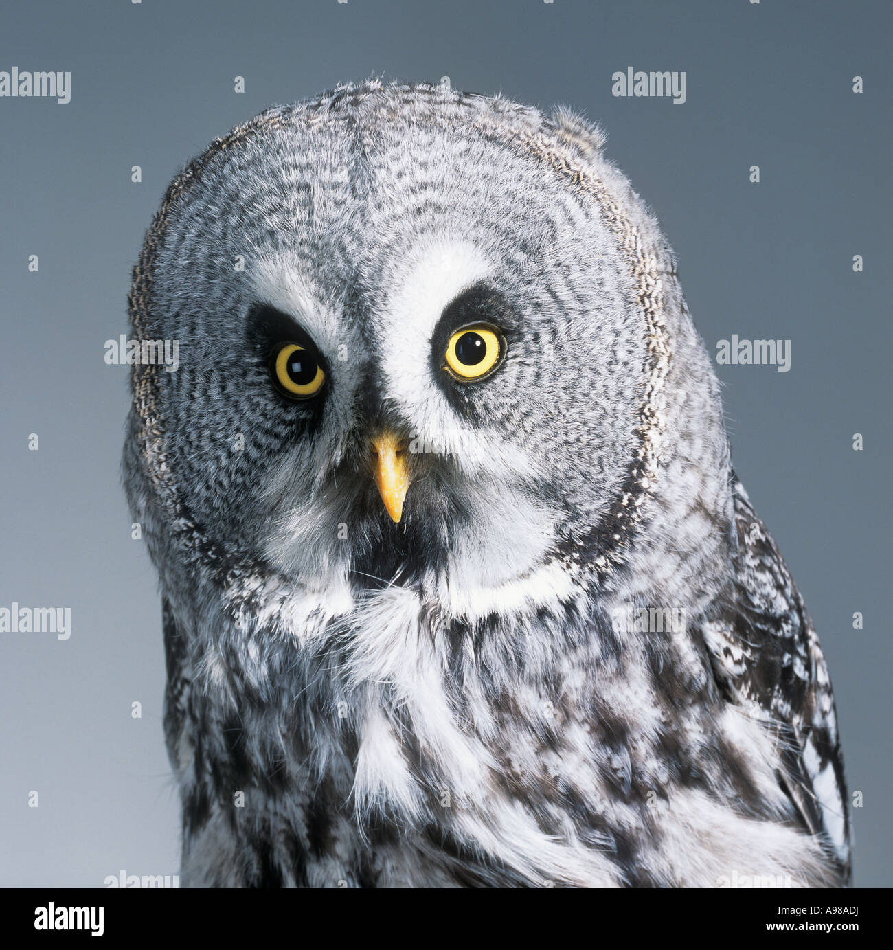 Strix nebulosa great grey owl Stock Photo