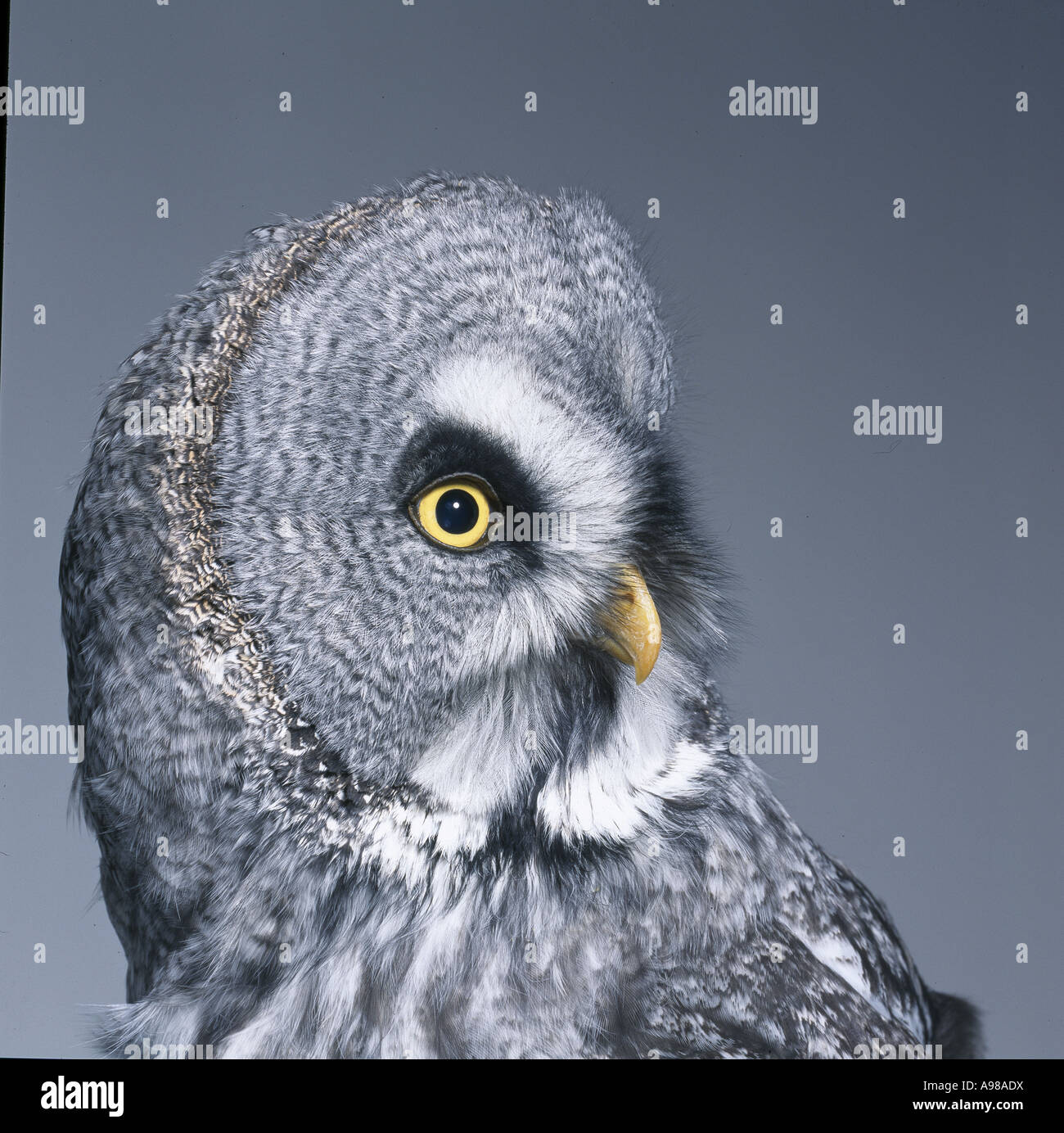 Strix nebulosa great grey owl Stock Photo