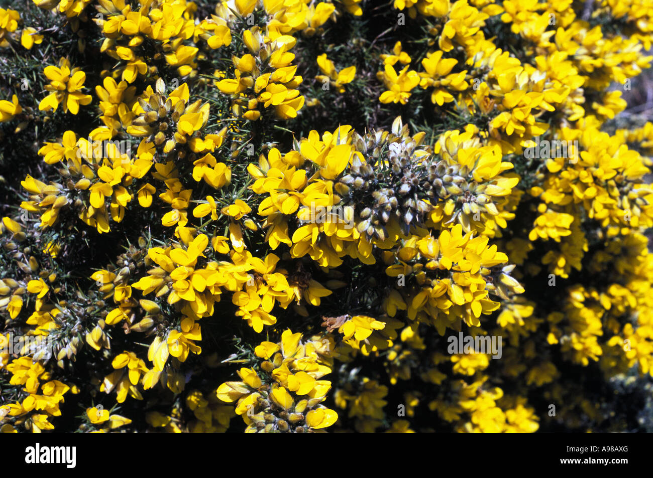 gorse (Ulex), Mount Gabriel in West Cork, Ireland Stock Photo