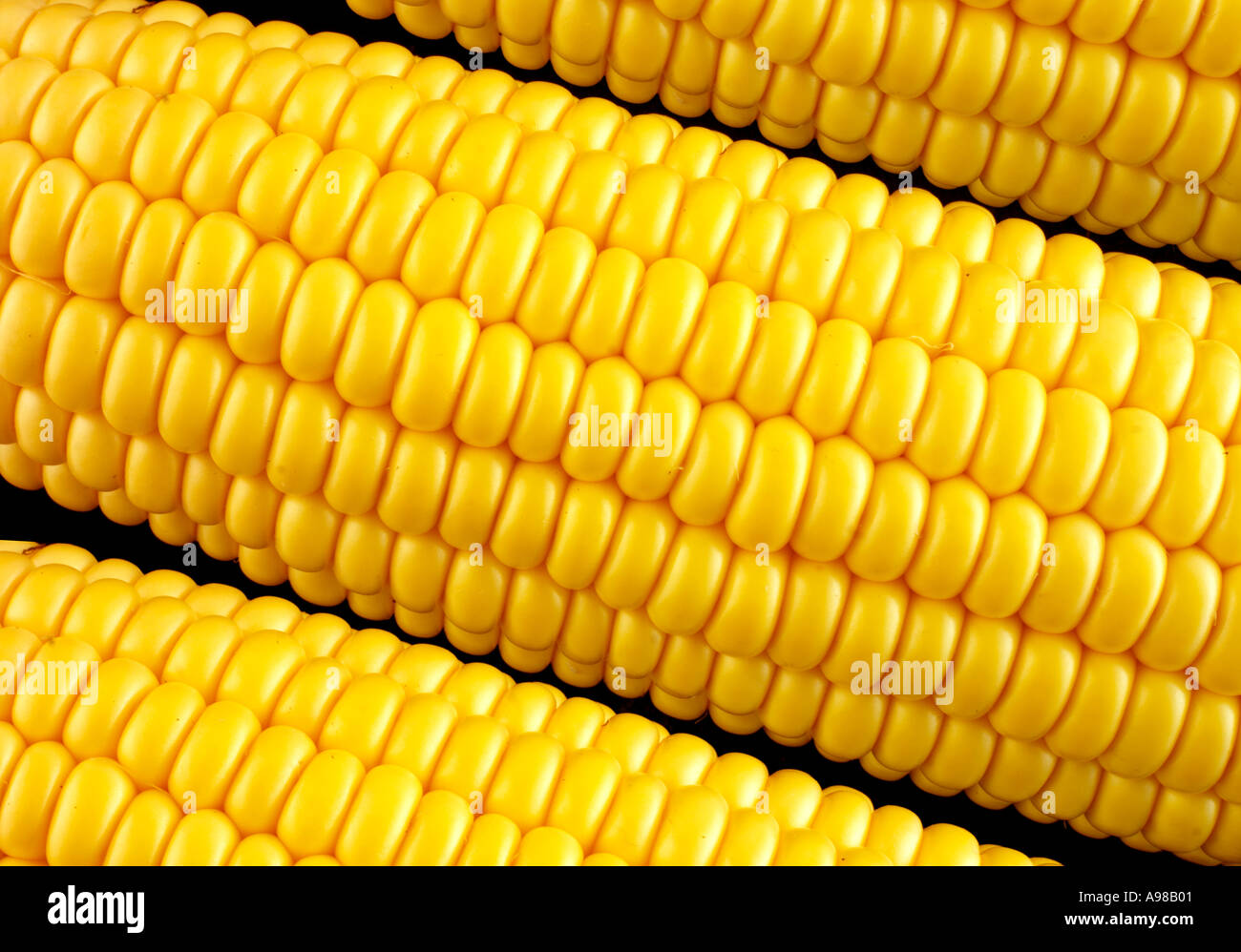 CORN ON THE COB Stock Photo