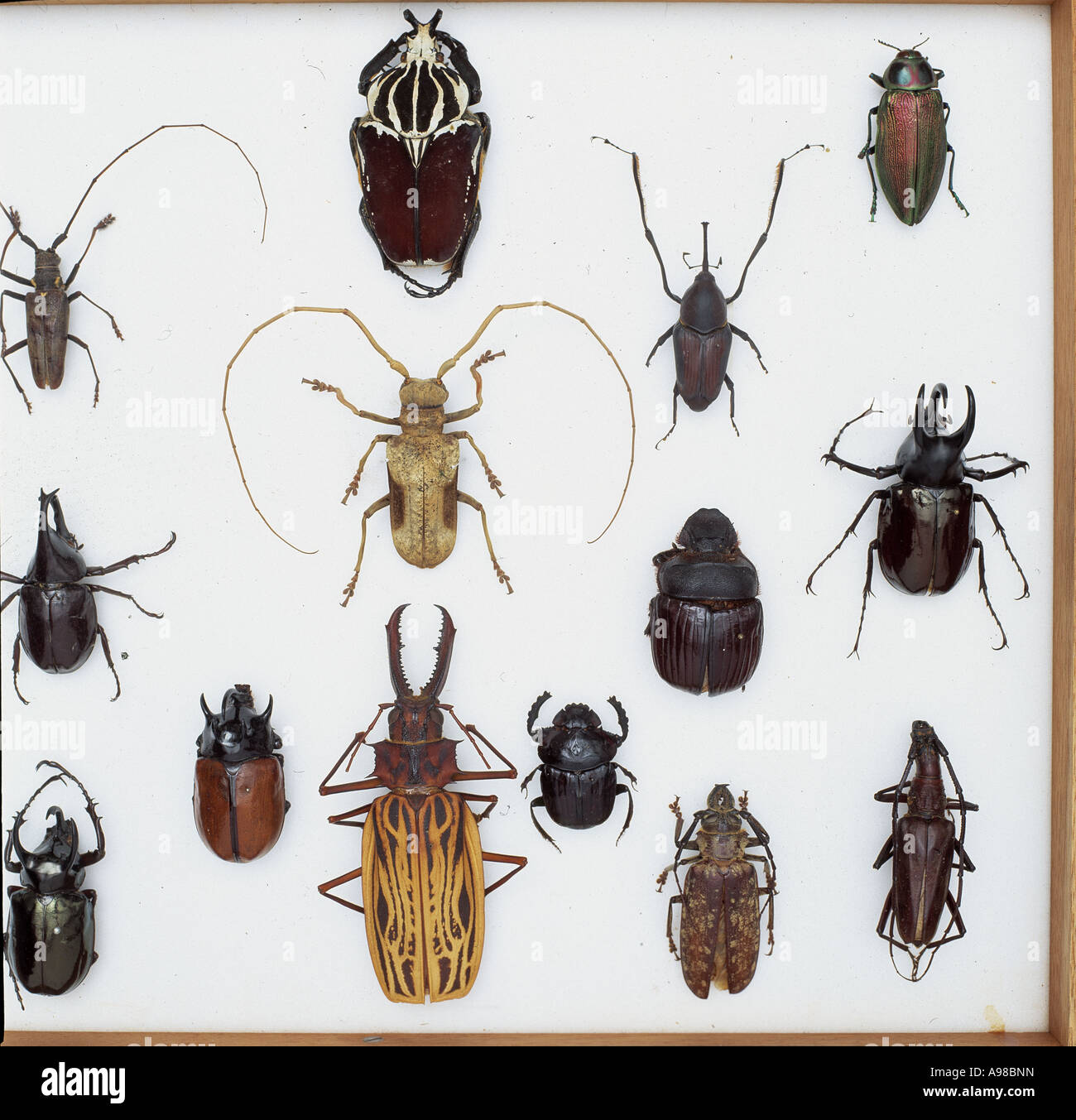 Various beetle specimens Stock Photo