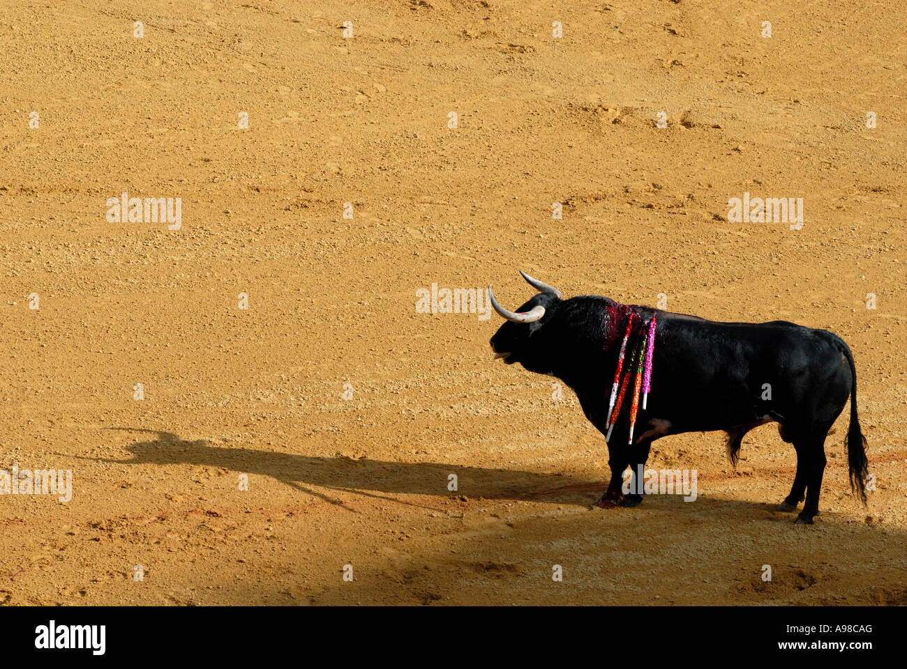 Lone bull during bullfight in Seville Stock Photo