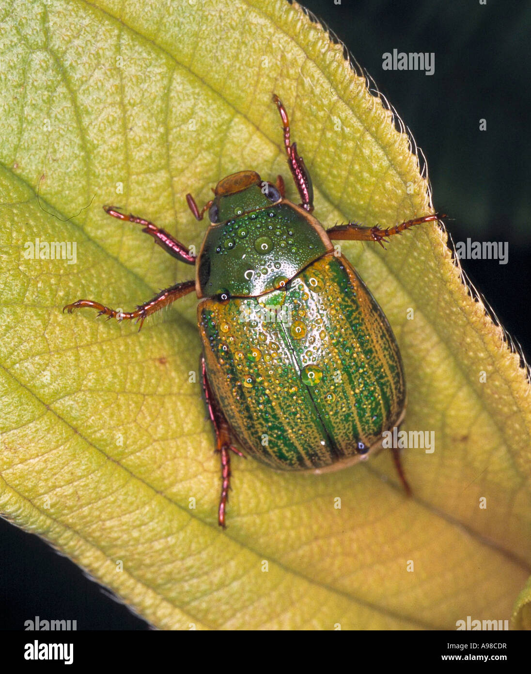 Anomala sp chafer beetle Stock Photo
