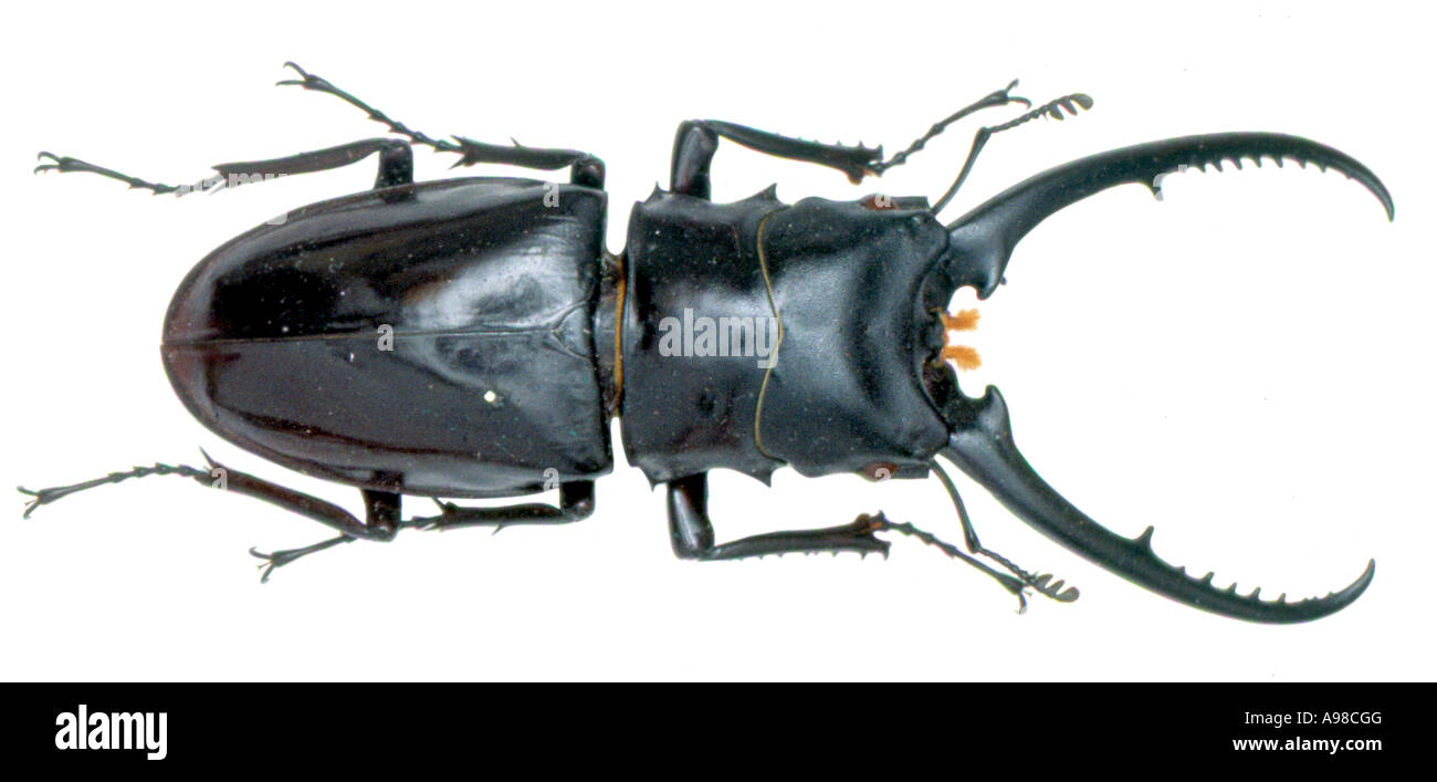 Cladognathus sp stag beetle Stock Photo