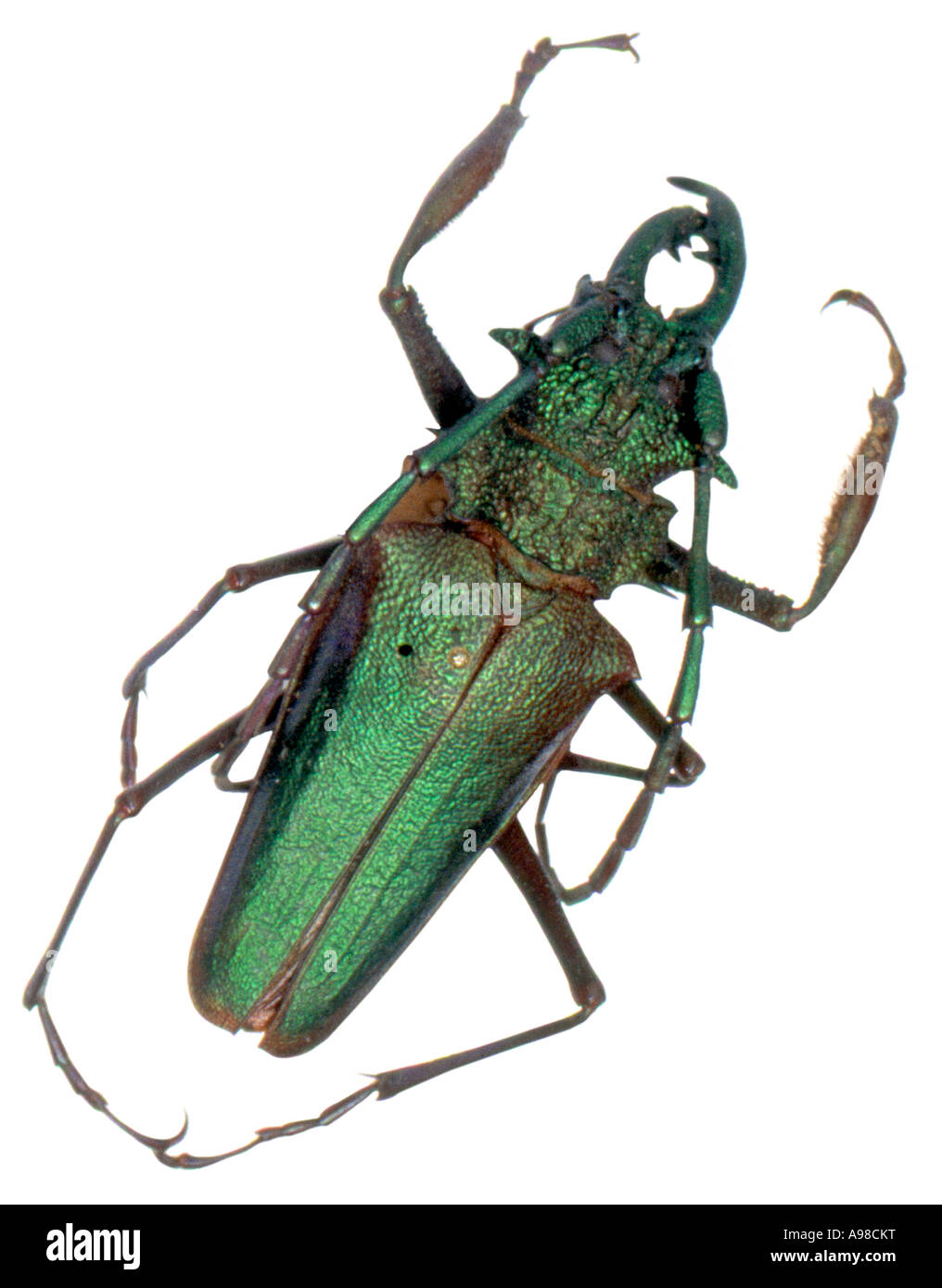 Psalidognathus friendi longhorn beetle Stock Photo