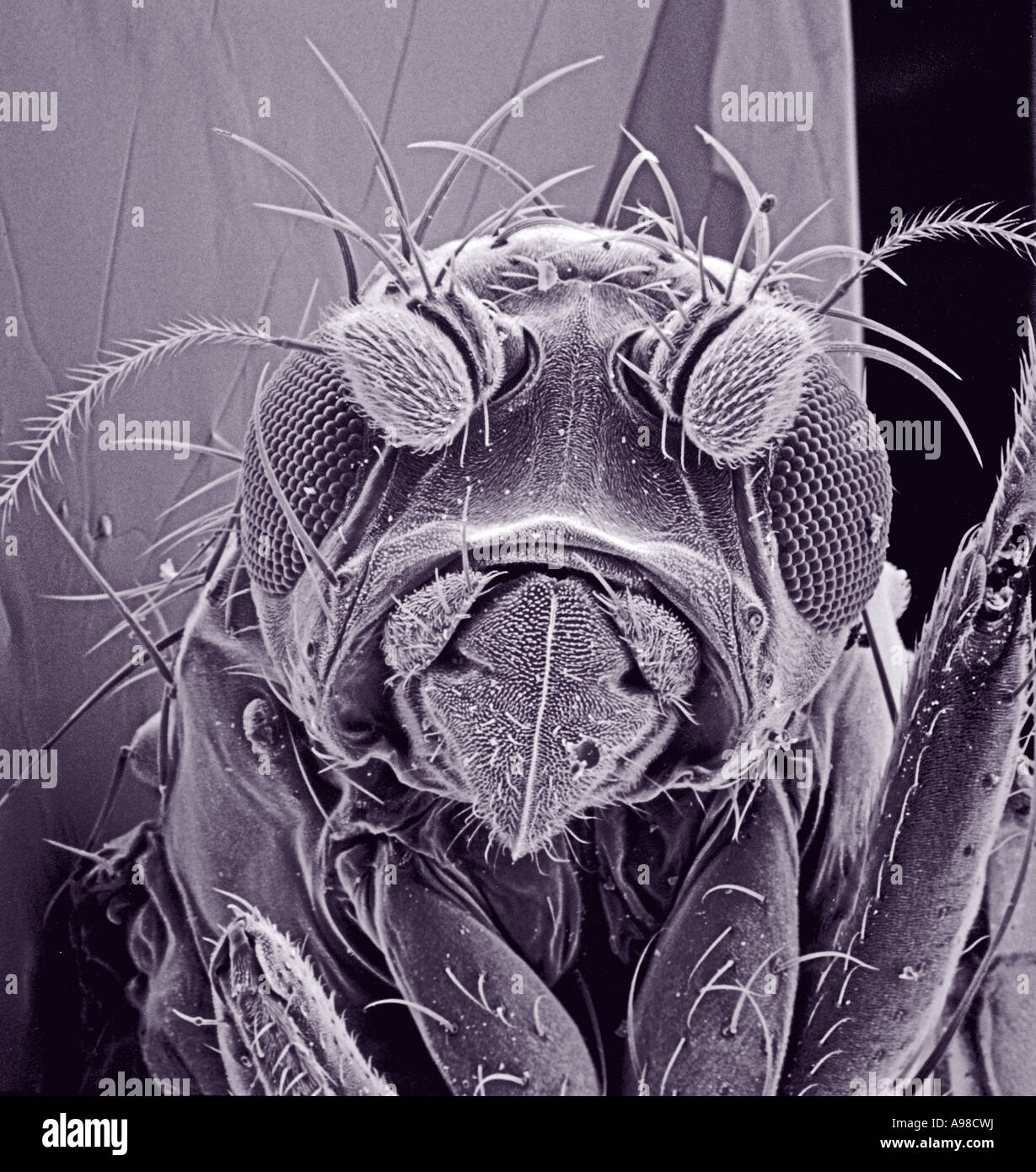 Small fly species unknown Stock Photo - Alamy