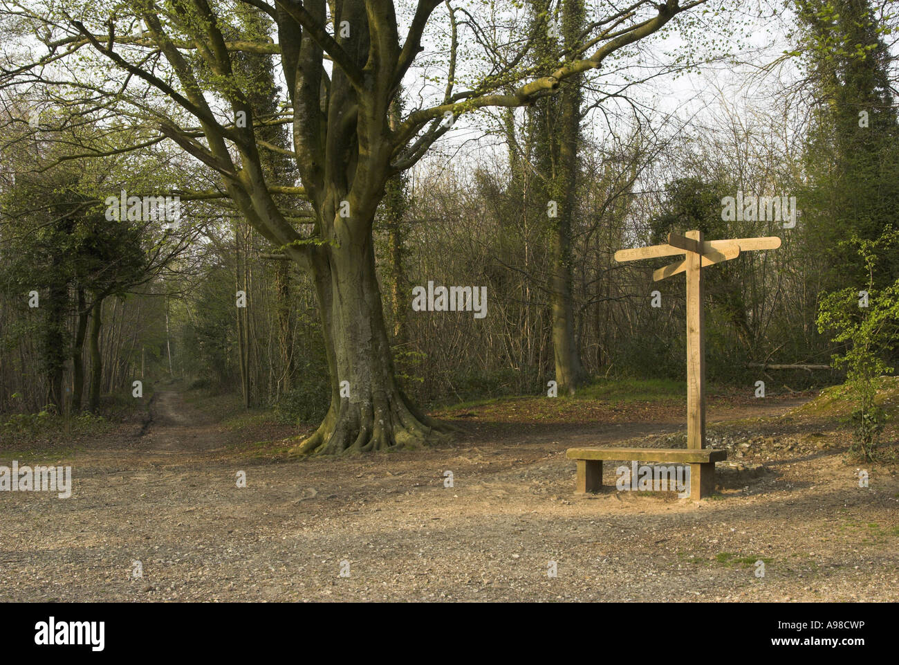 A view of the Roman Road of Stane Street running through Eartham Wood
