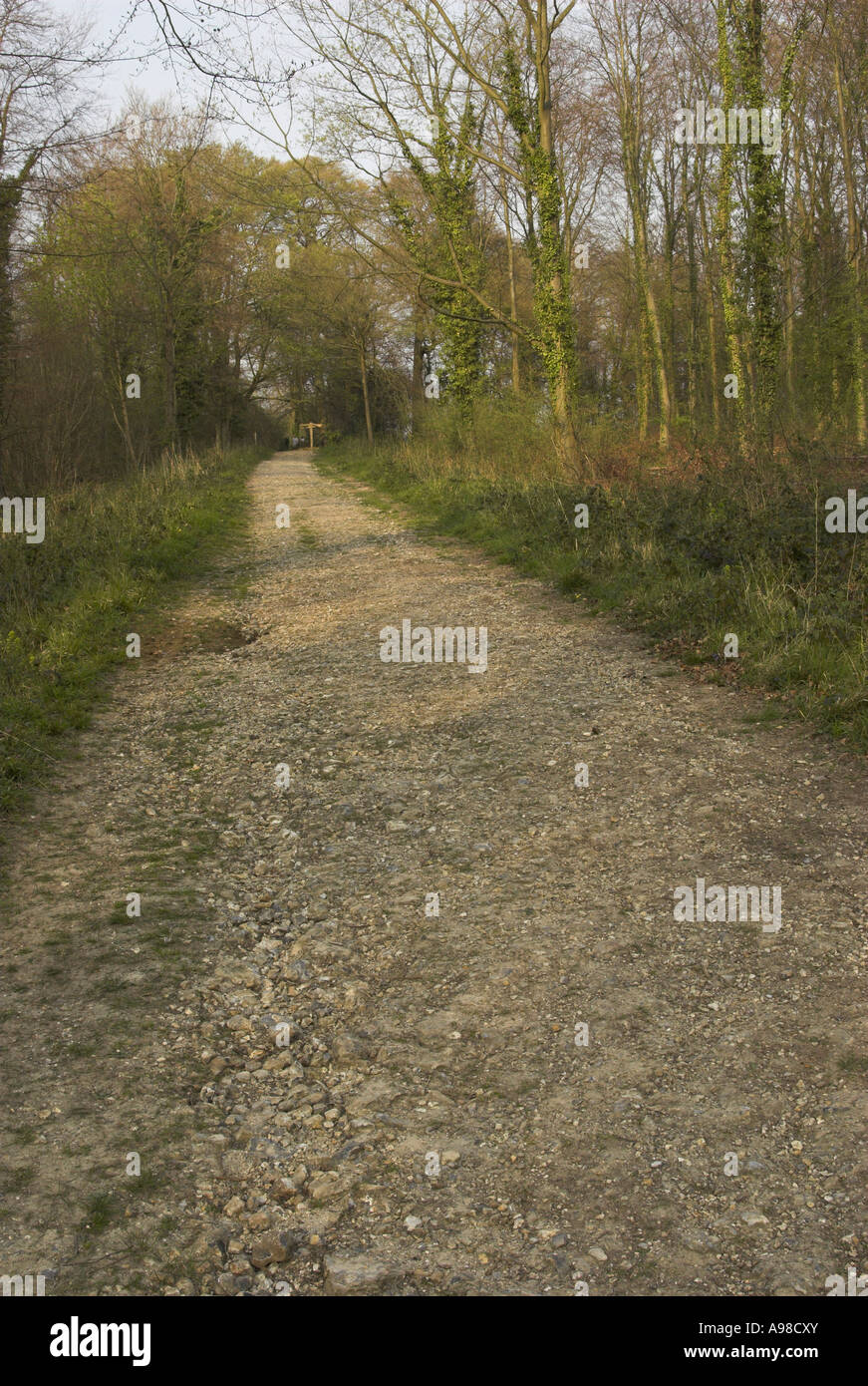 A view of the Roman Road of Stane Street running through Eartham Wood