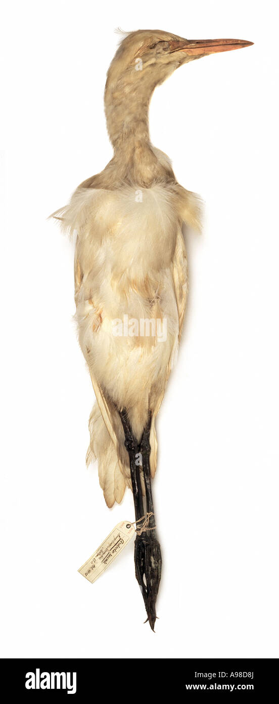 Bubulcus ibis cattle egret Stock Photo