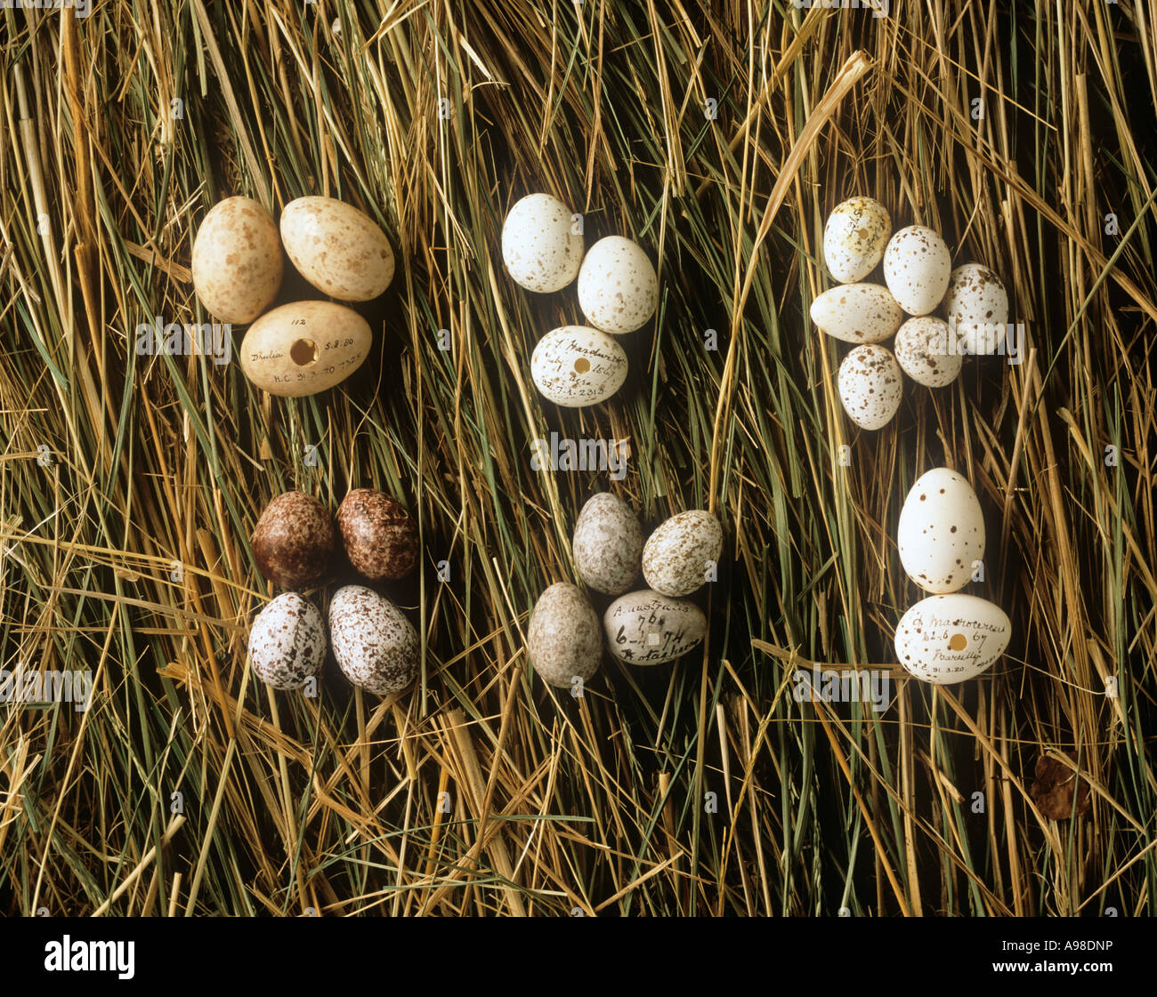 A collection of eggs from western Asia Stock Photo